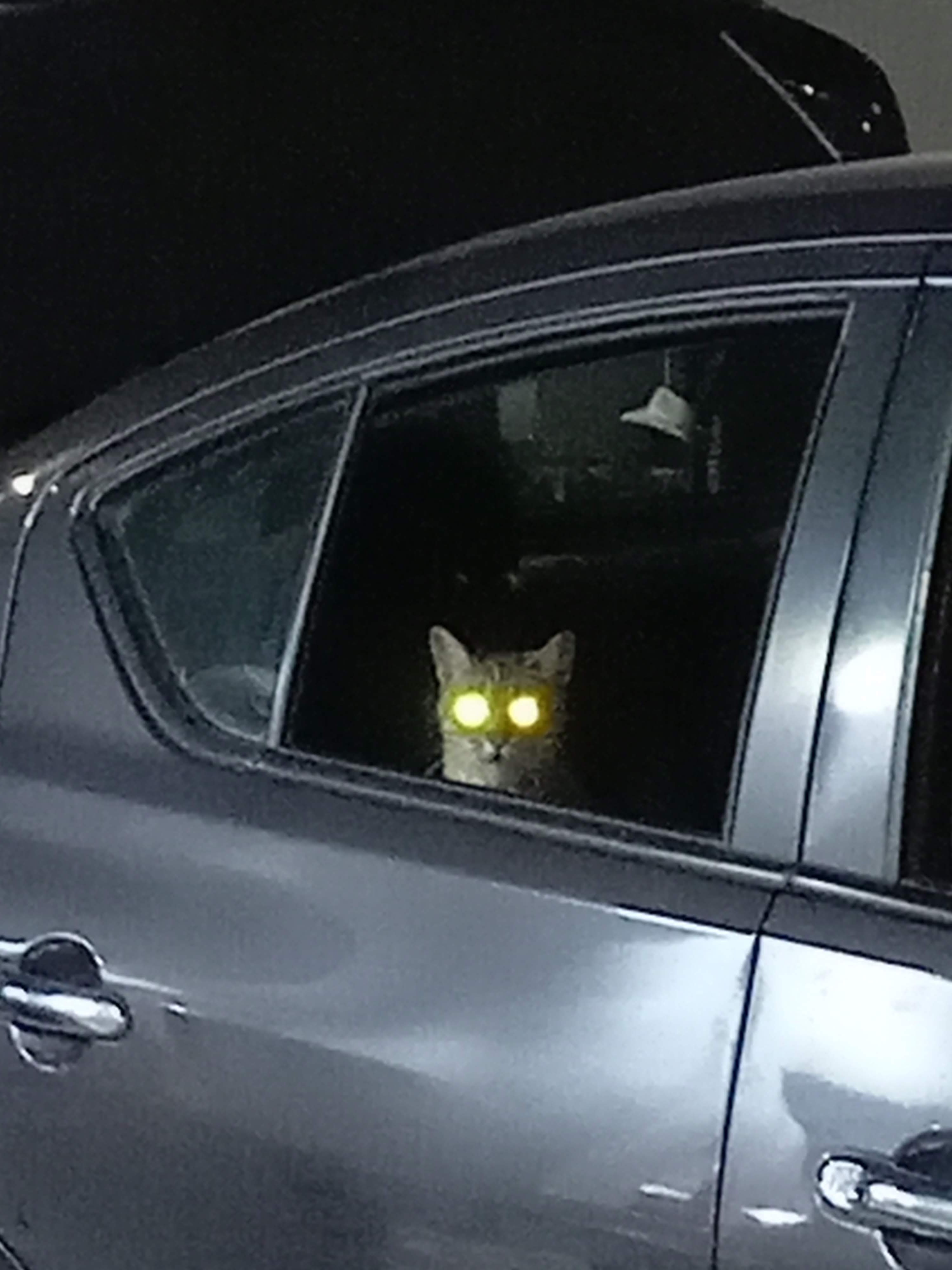 GÜERO WINGS image 5