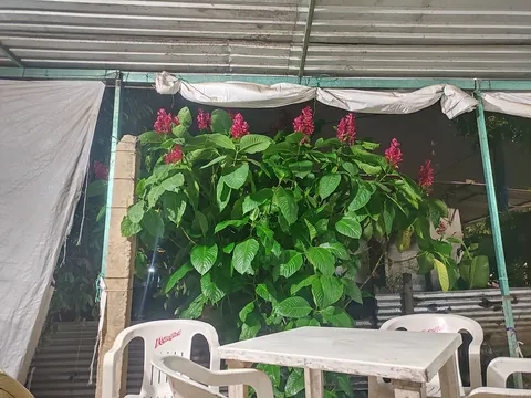 Antojitos "Mago" image 1