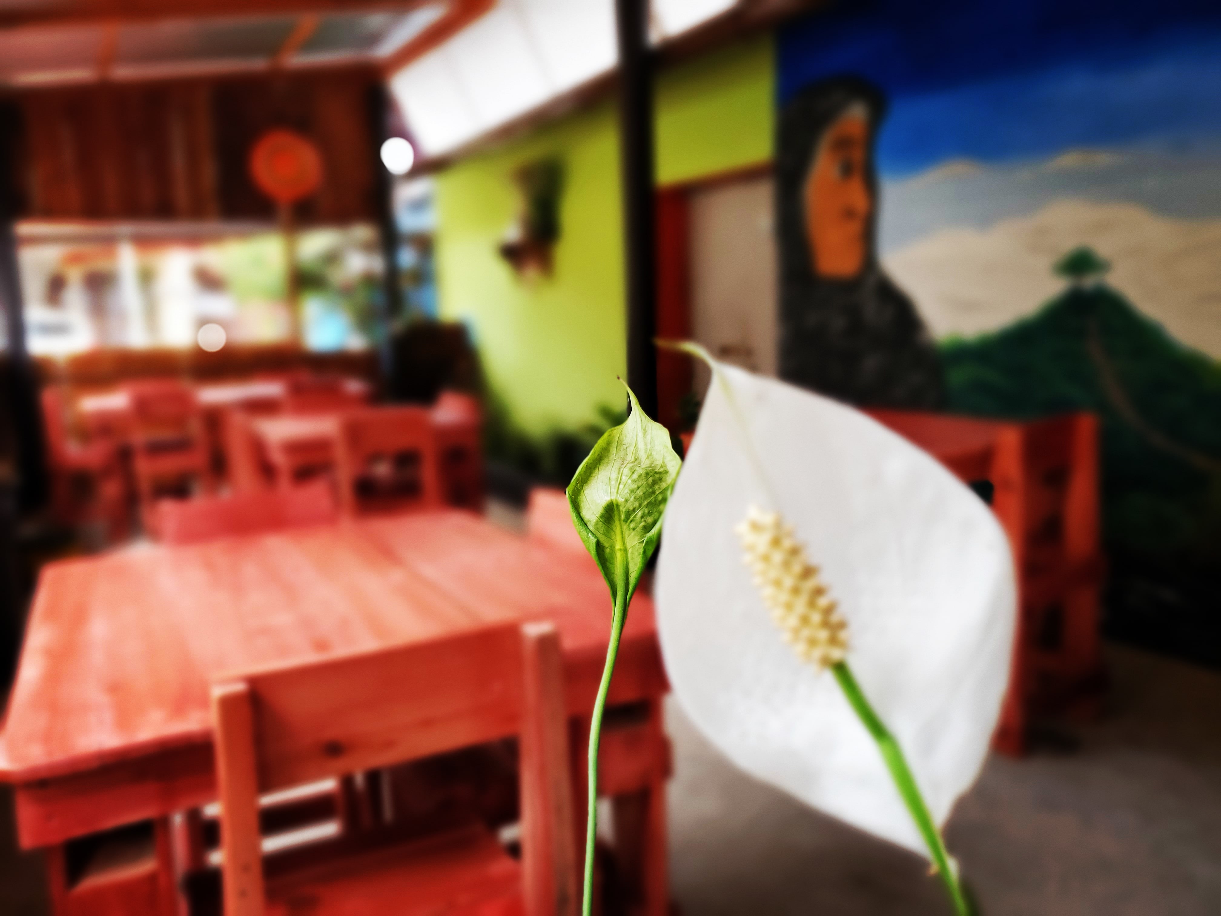 Comedor "JUANITA" image 8