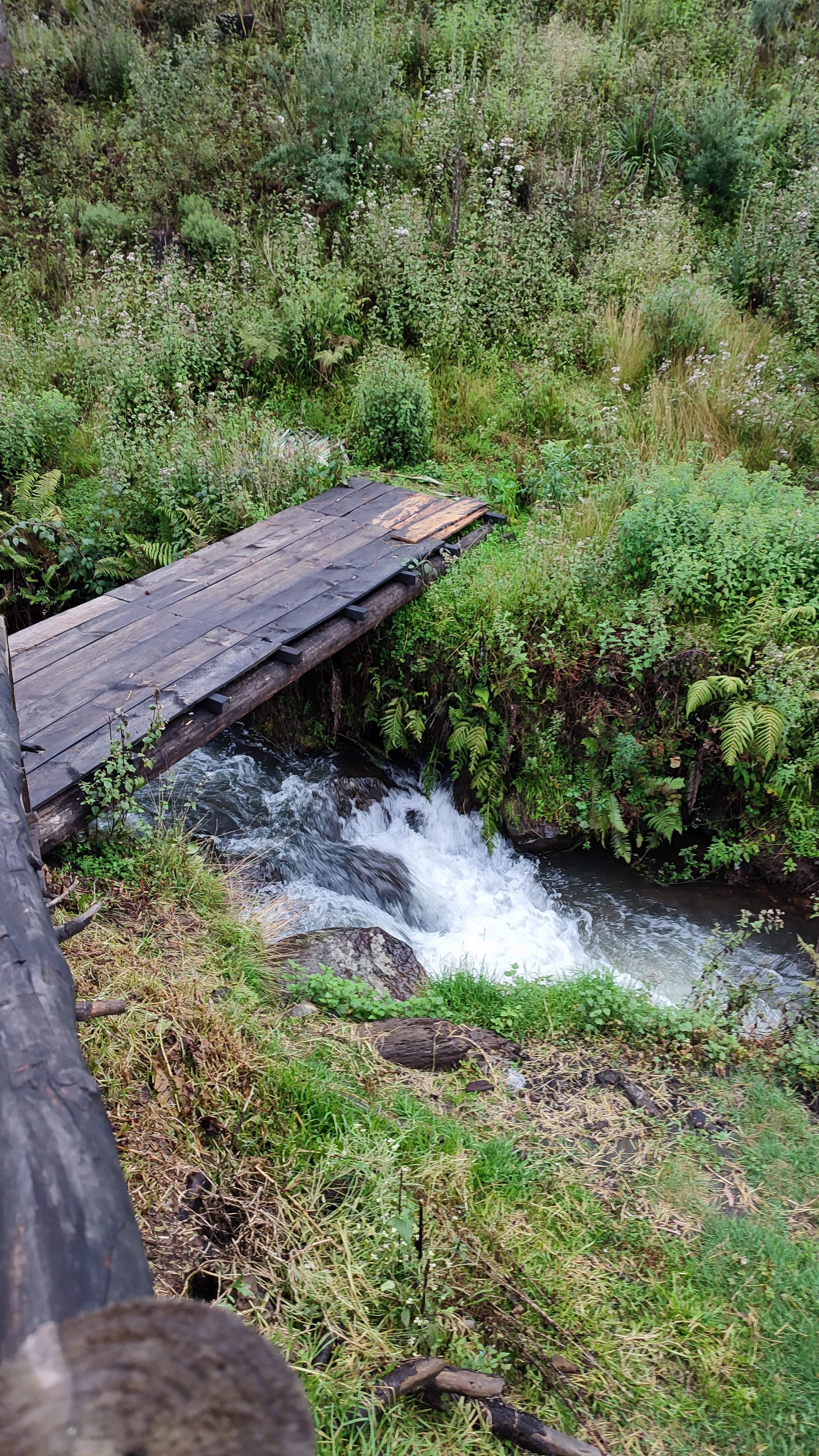 El Amigo Del Sur image 4