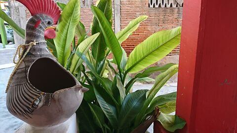 Quetita image 4