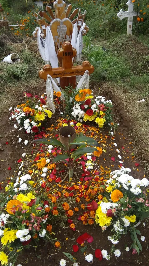 Coclico image 7