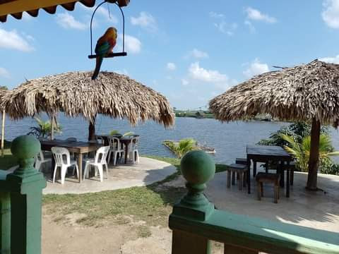 Palapas las iguanas image 3