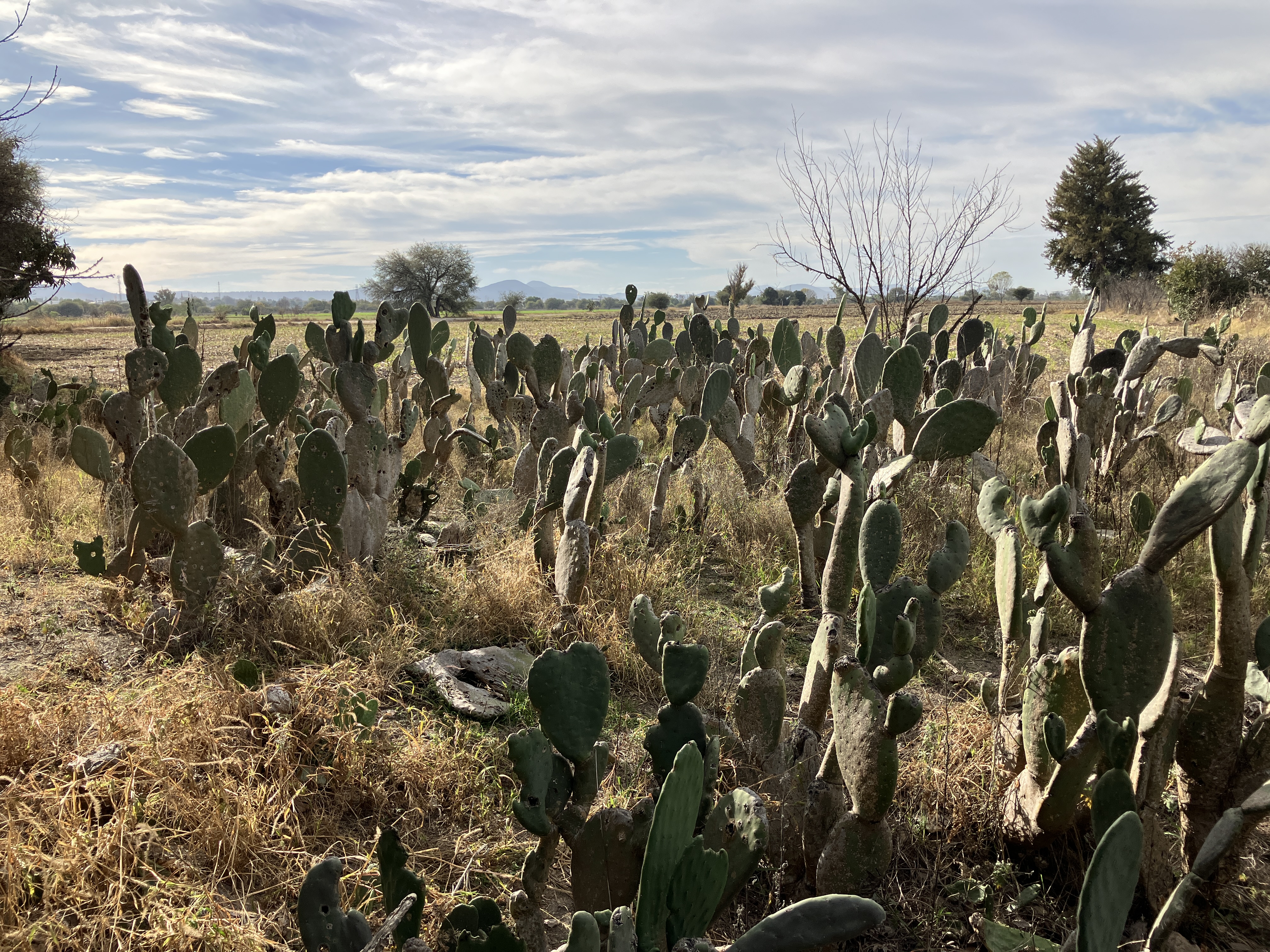La Baticueva Pedro Escobedo image 2