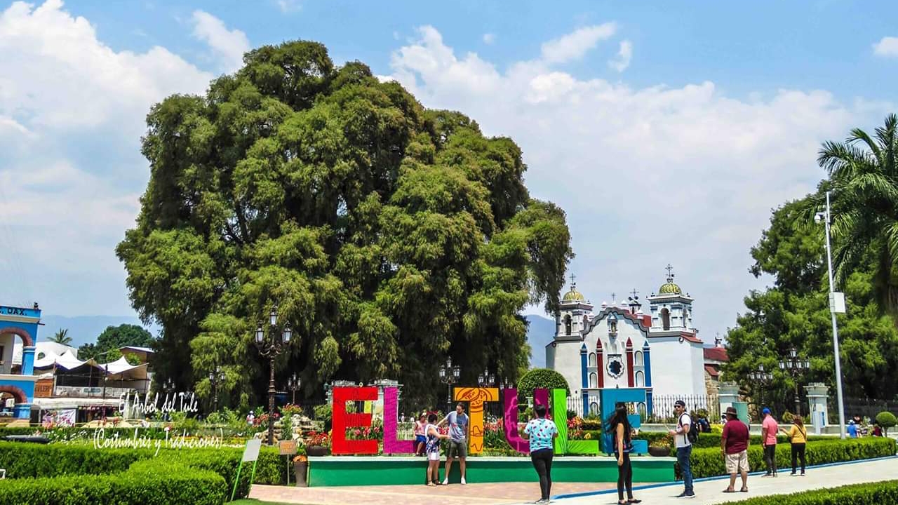 Comedor El Tule image 3