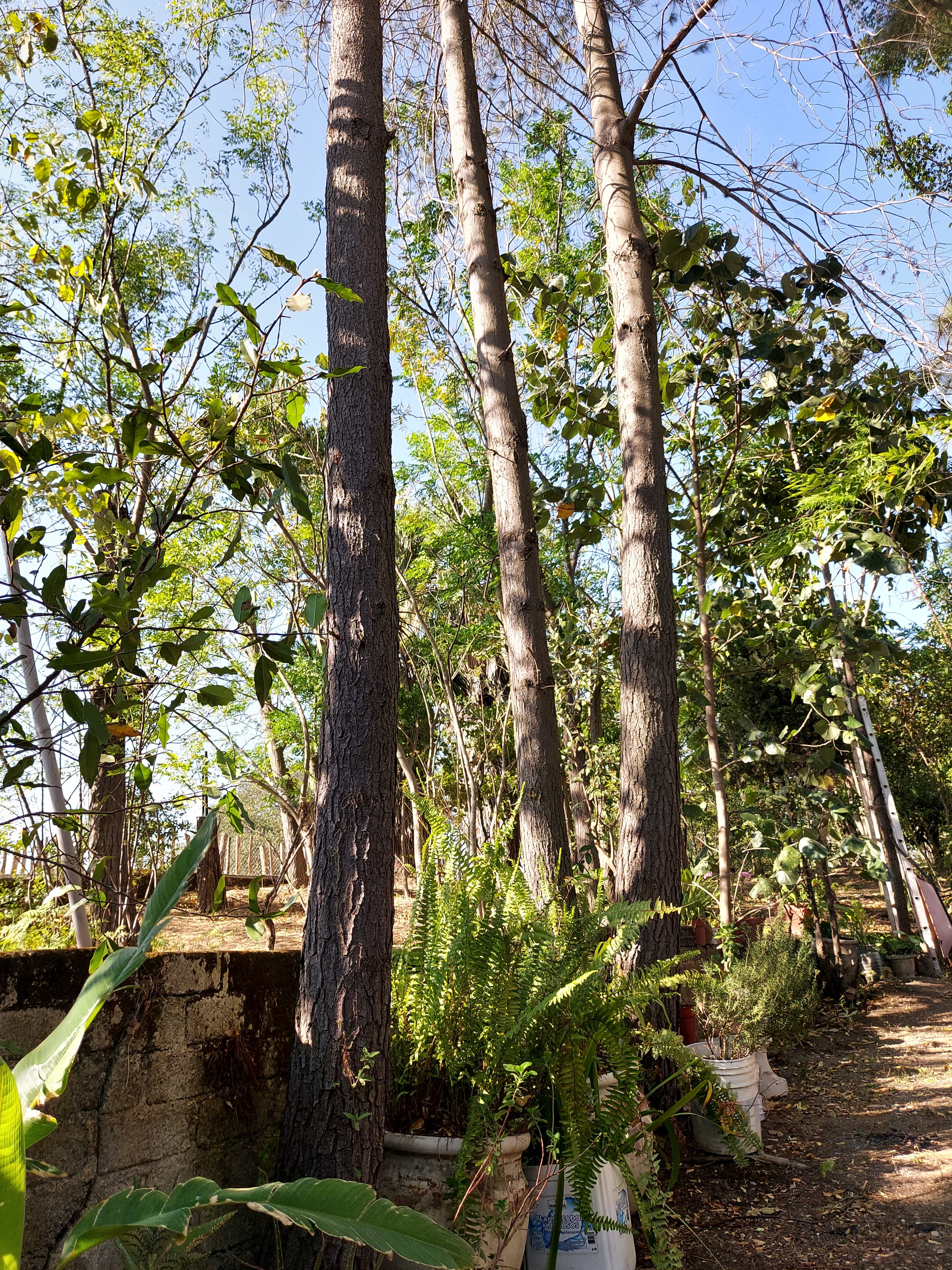 Cenaduría "Juan Pablo II" image 9