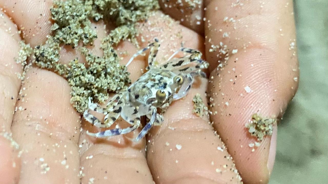 Restaurant La Perla 1 image 10