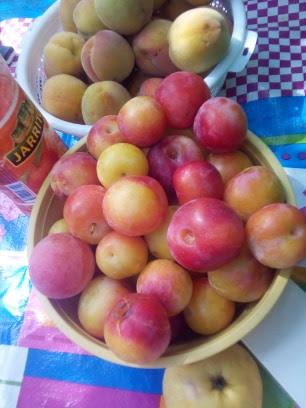 Rancho Nogalar del Carmen "Camping Club" image 1