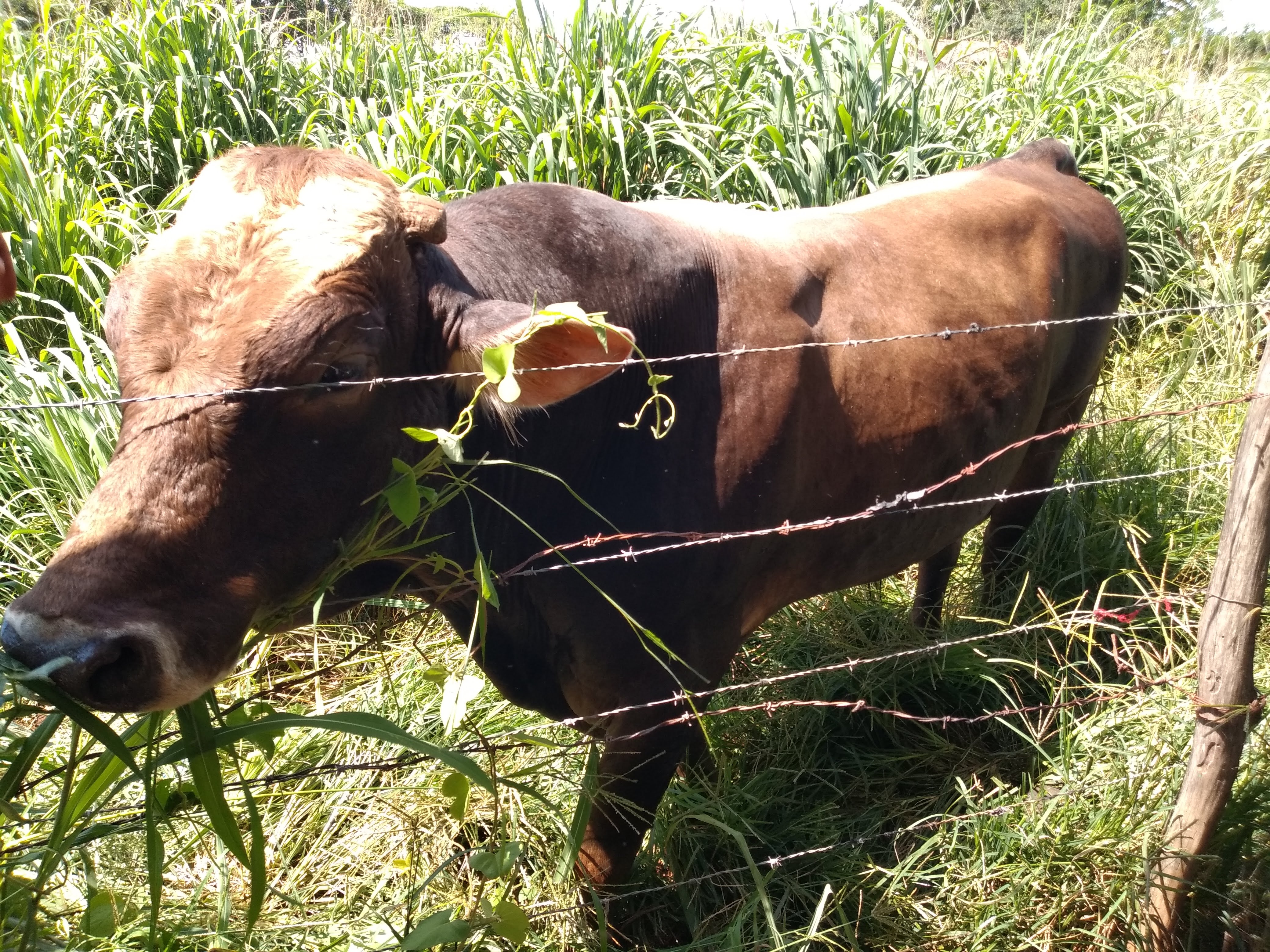 La Ceiba Restaurant image 5