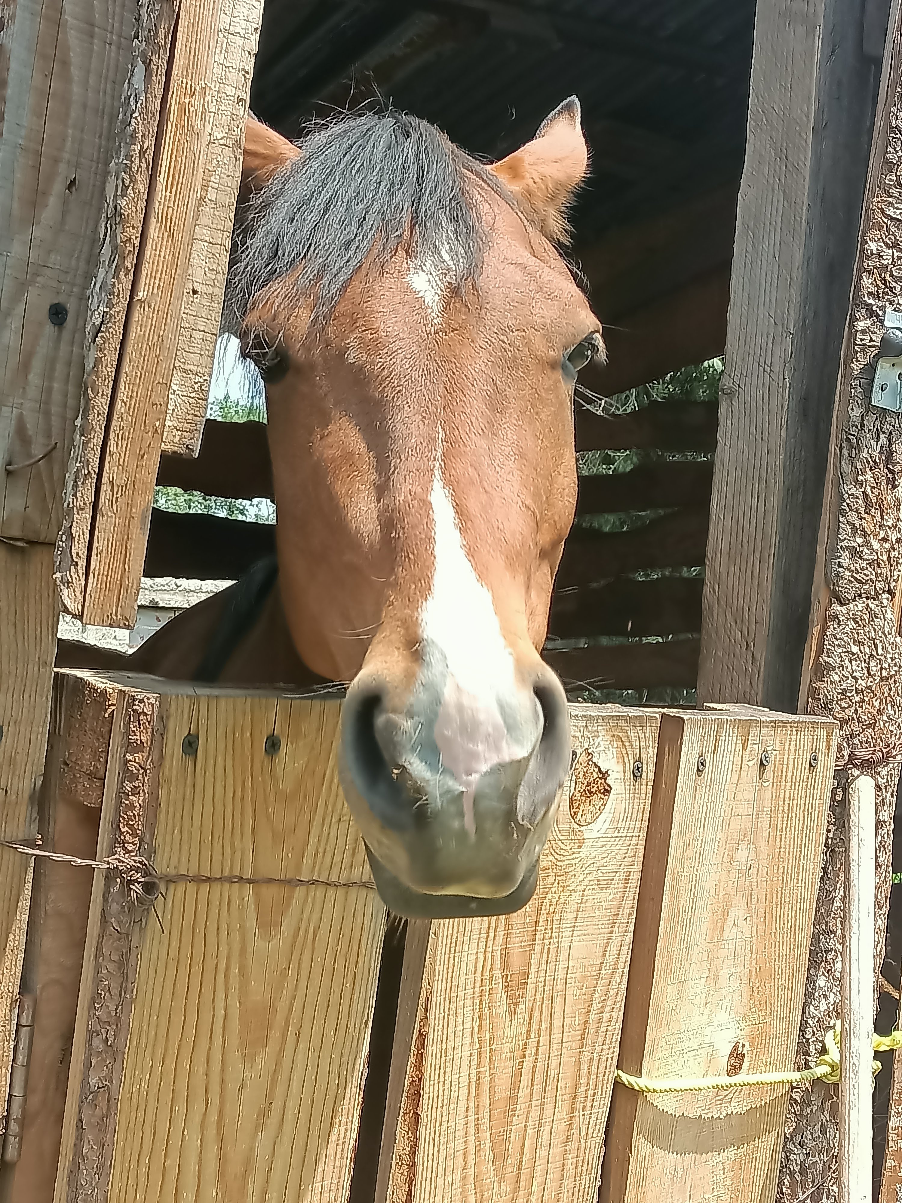 Barbacoa De Horno Los Gemelos image 8