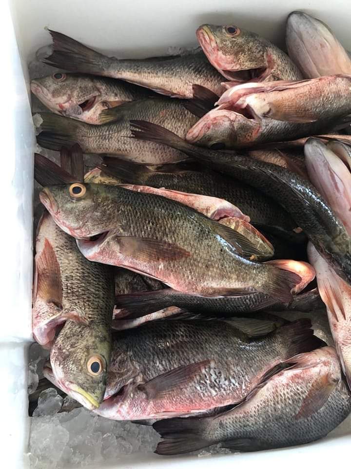 MARISCOS MORALES image 1