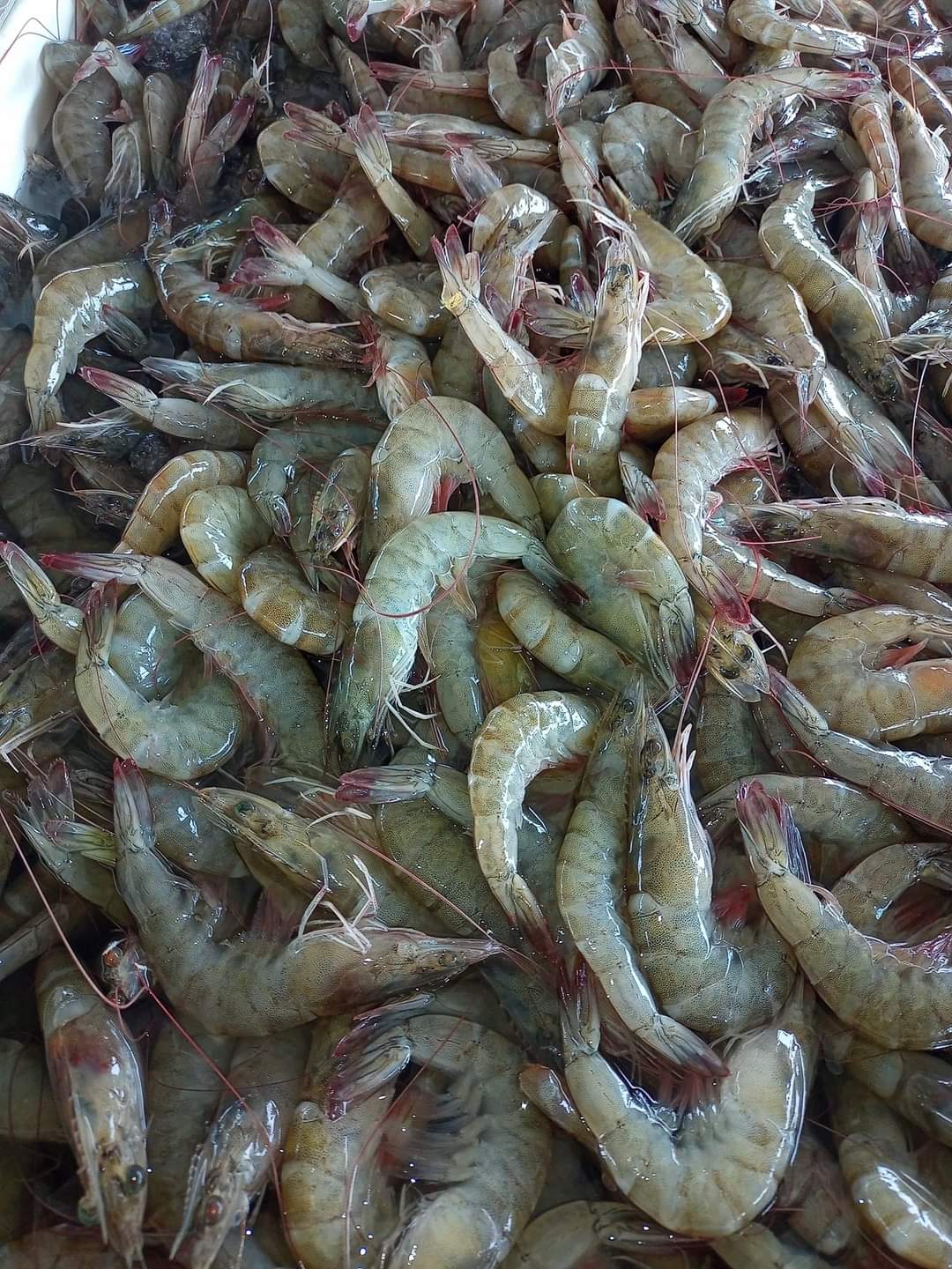 MARISCOS MORALES image 2