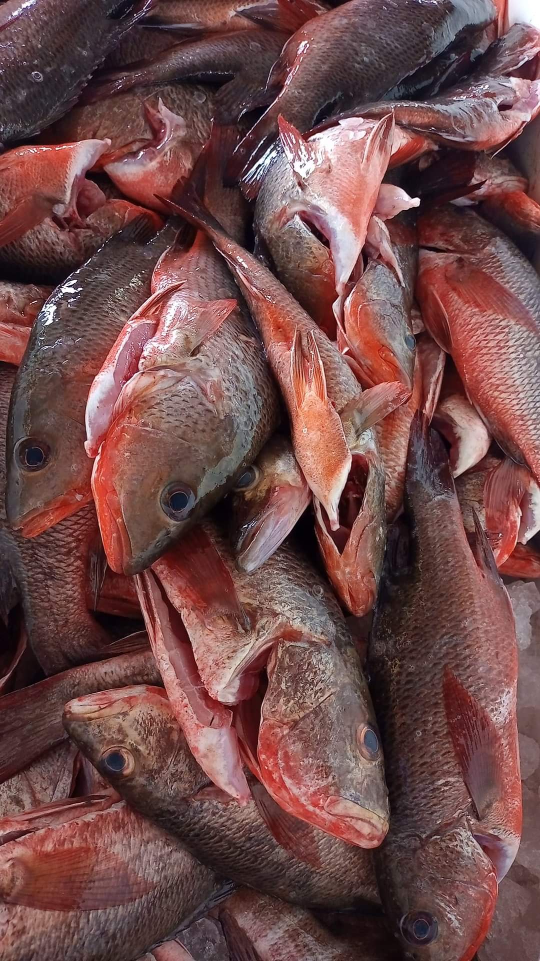 MARISCOS MORALES image 4