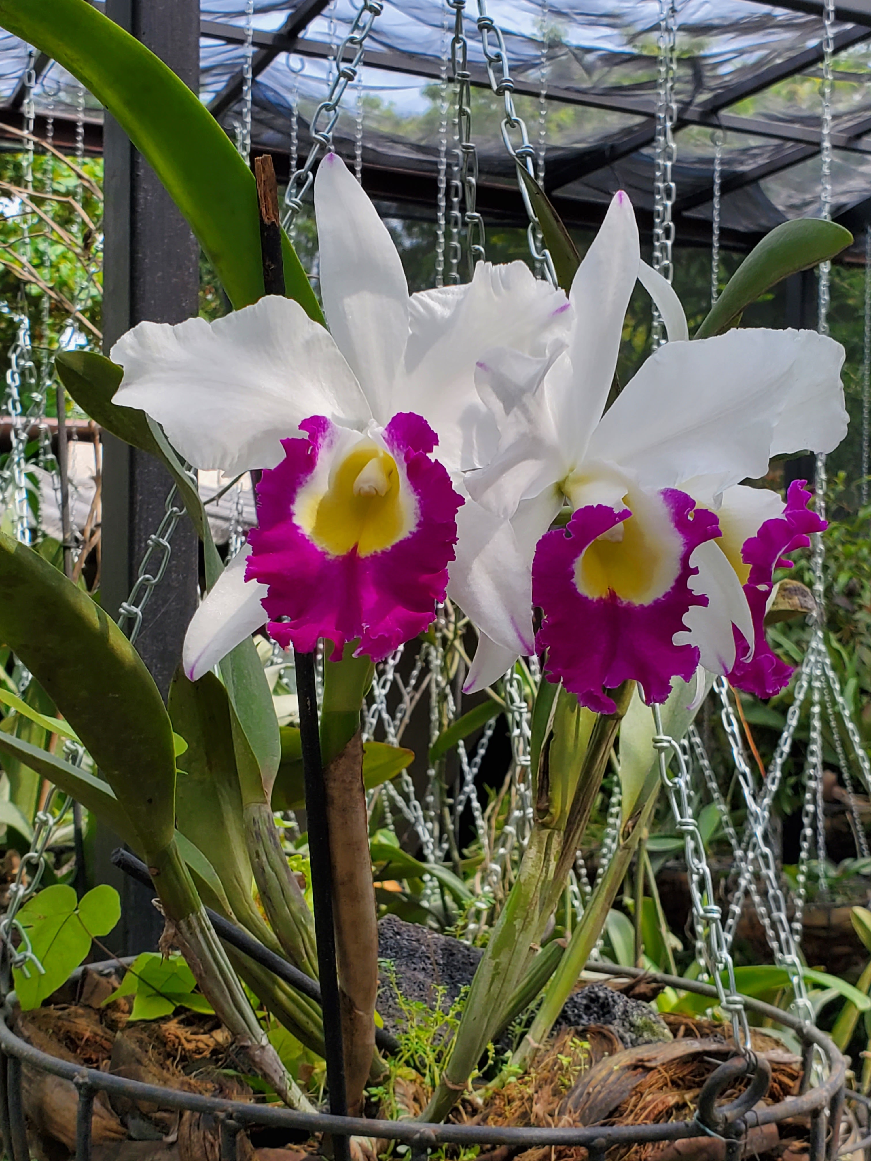 La casa de las orquideas image 3