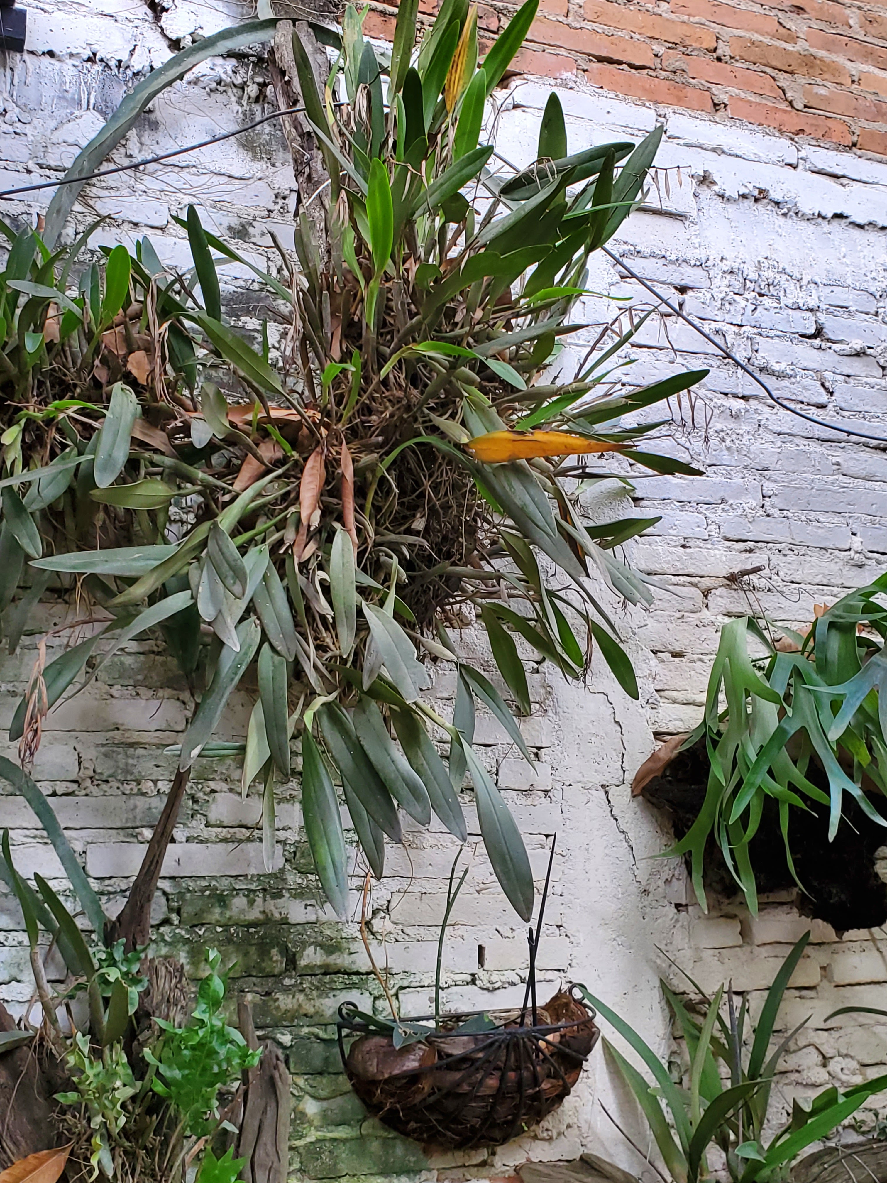 La casa de las orquideas image 6