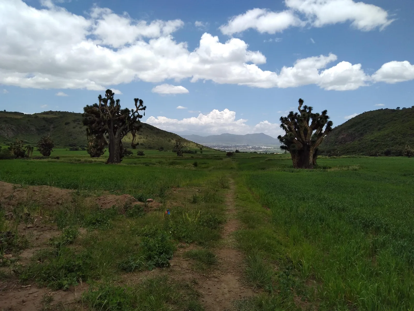 DELICHURROS image 6
