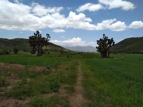 DELICHURROS image 6