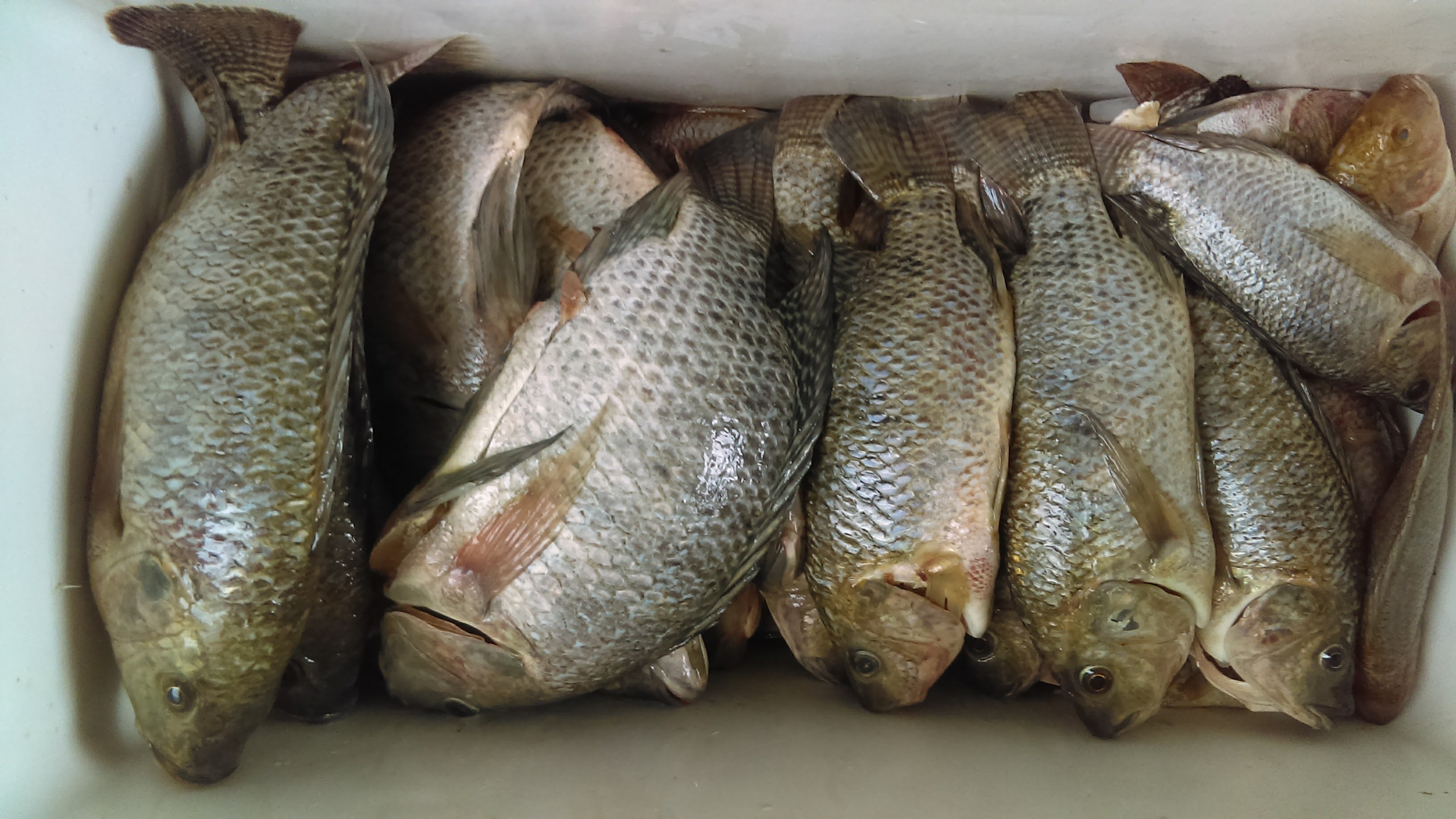 La Casa Del Pescado Jaraleño image 5