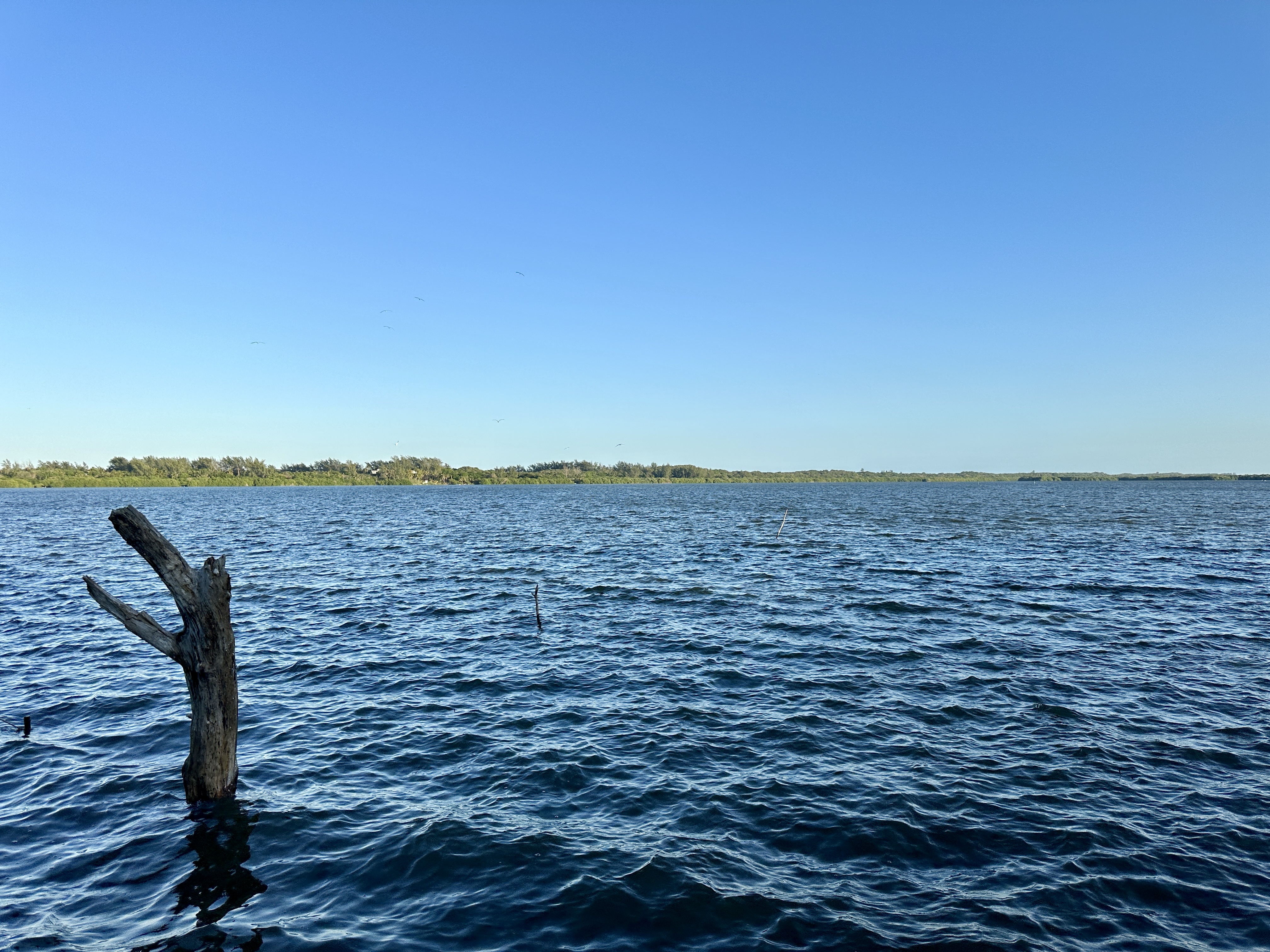 Restaurant "El Veracruz" El Mejor Ambiente Familiar image 6