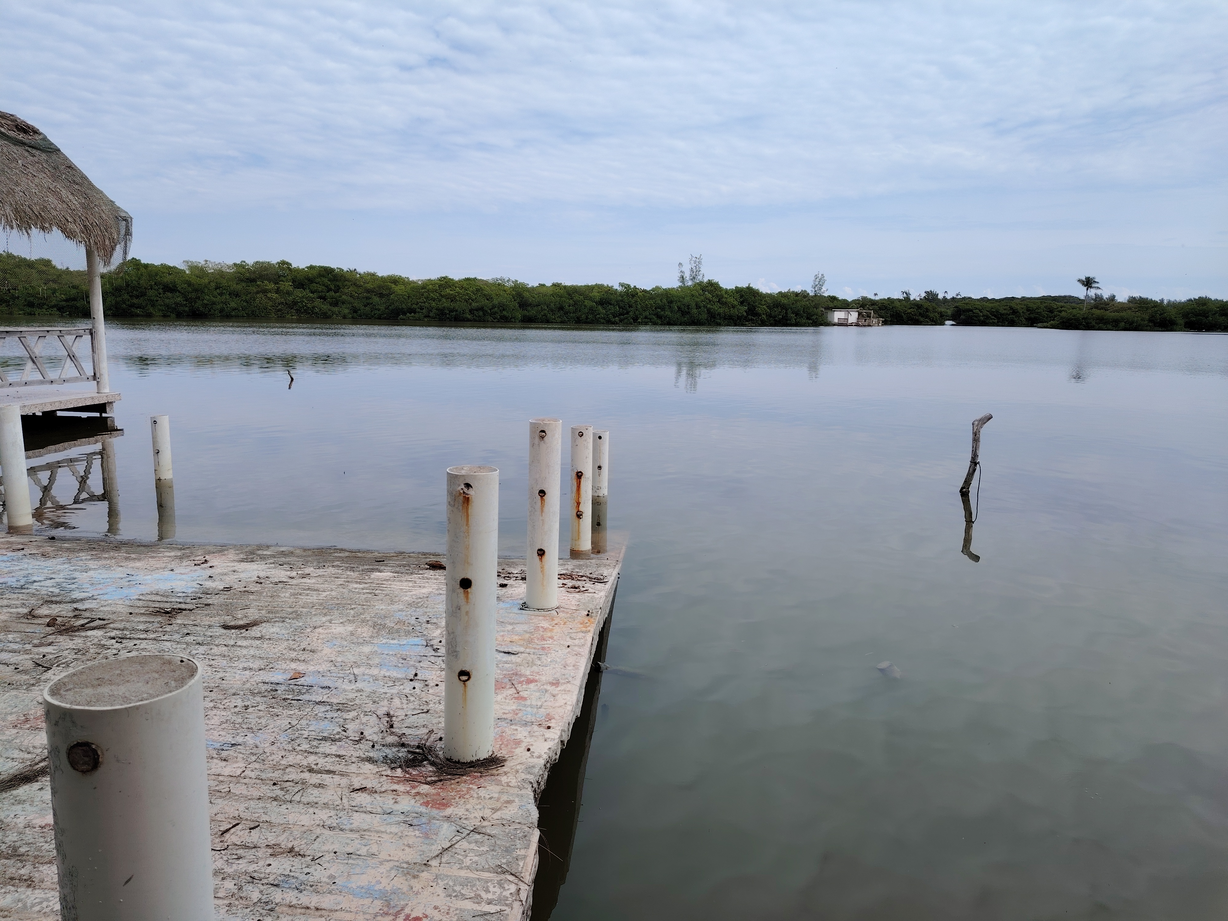 Los Pelicanos image 3