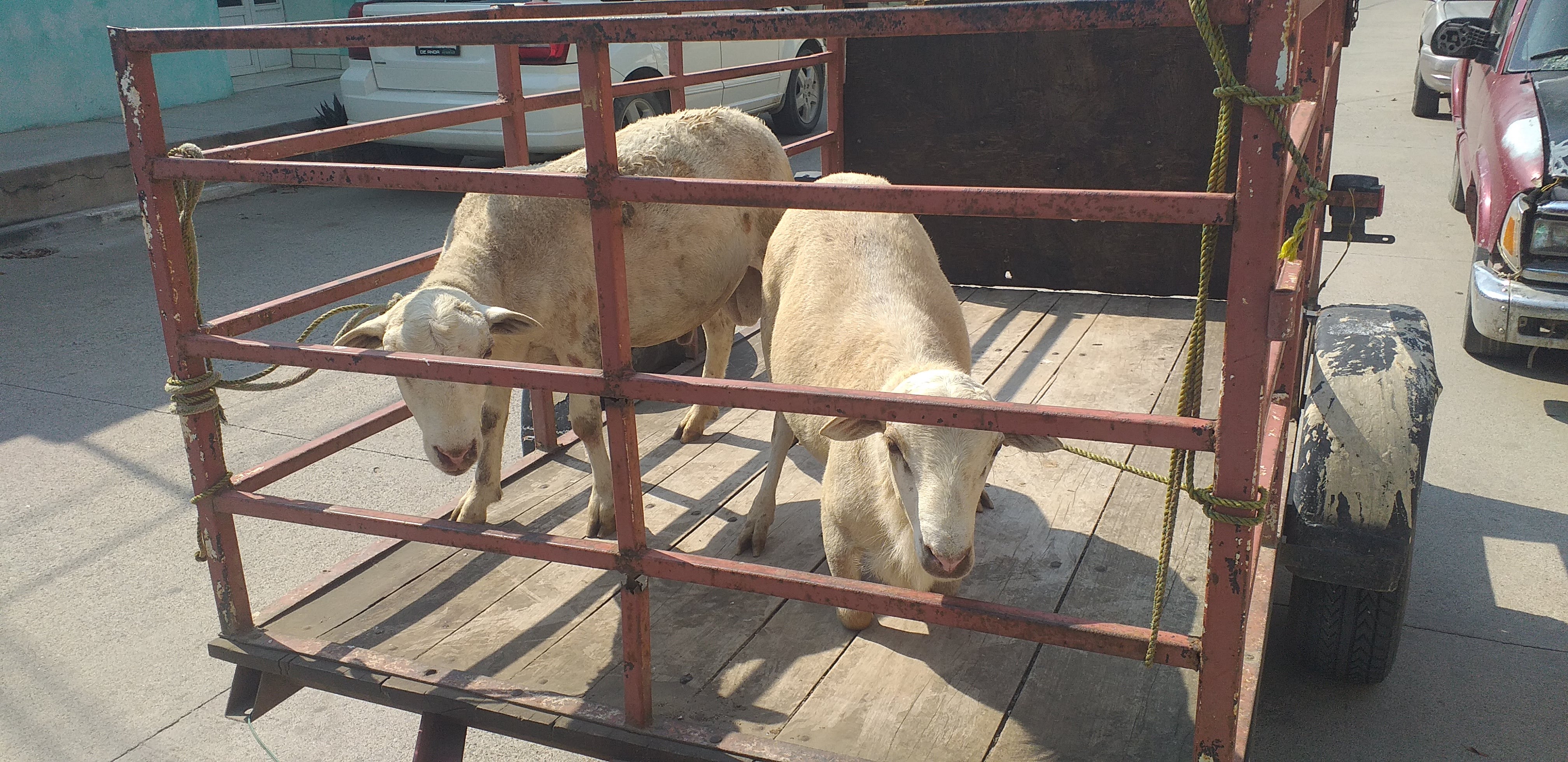 BIRRIERIA COTILLA'S image 7