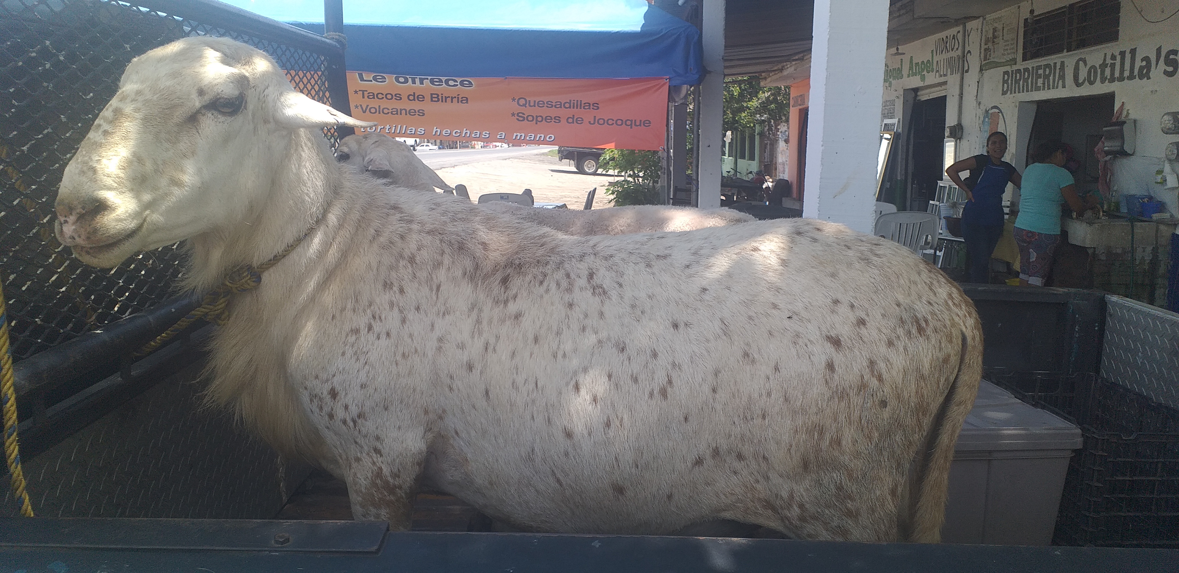 BIRRIERIA COTILLA'S image 10