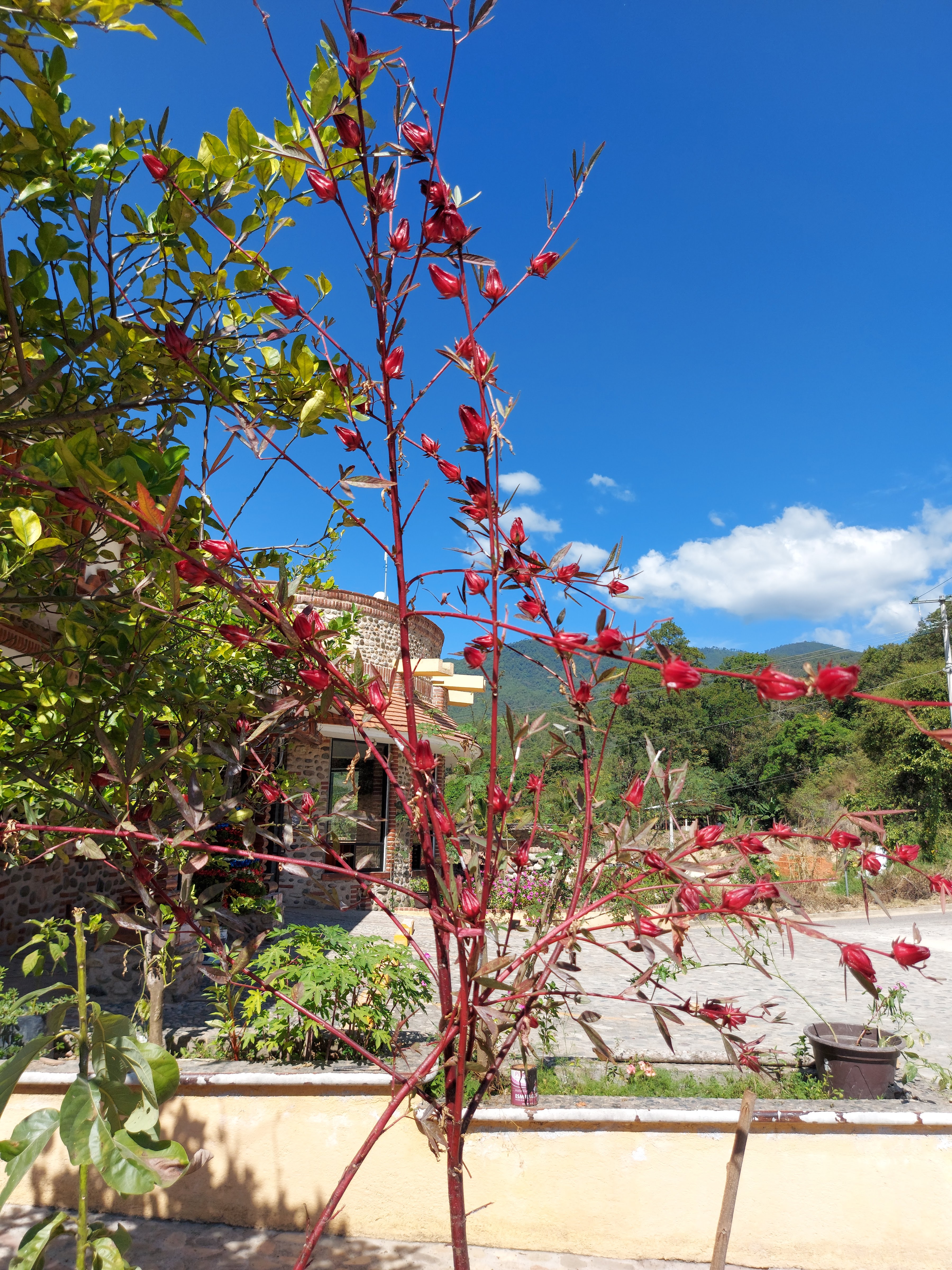 Restaurante Finca Las Huertas image 9
