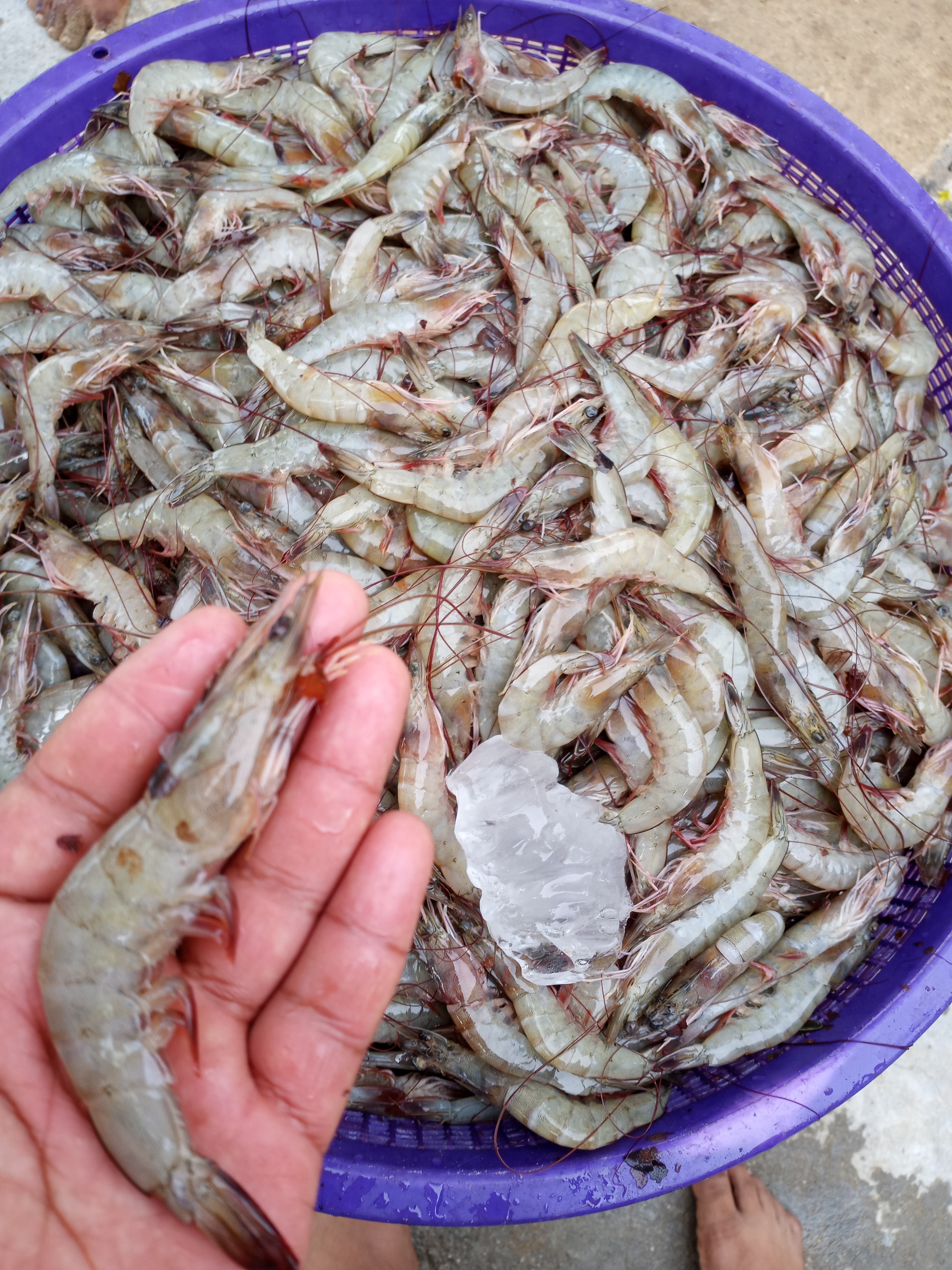 RESTAURANT "JAKI" image 9