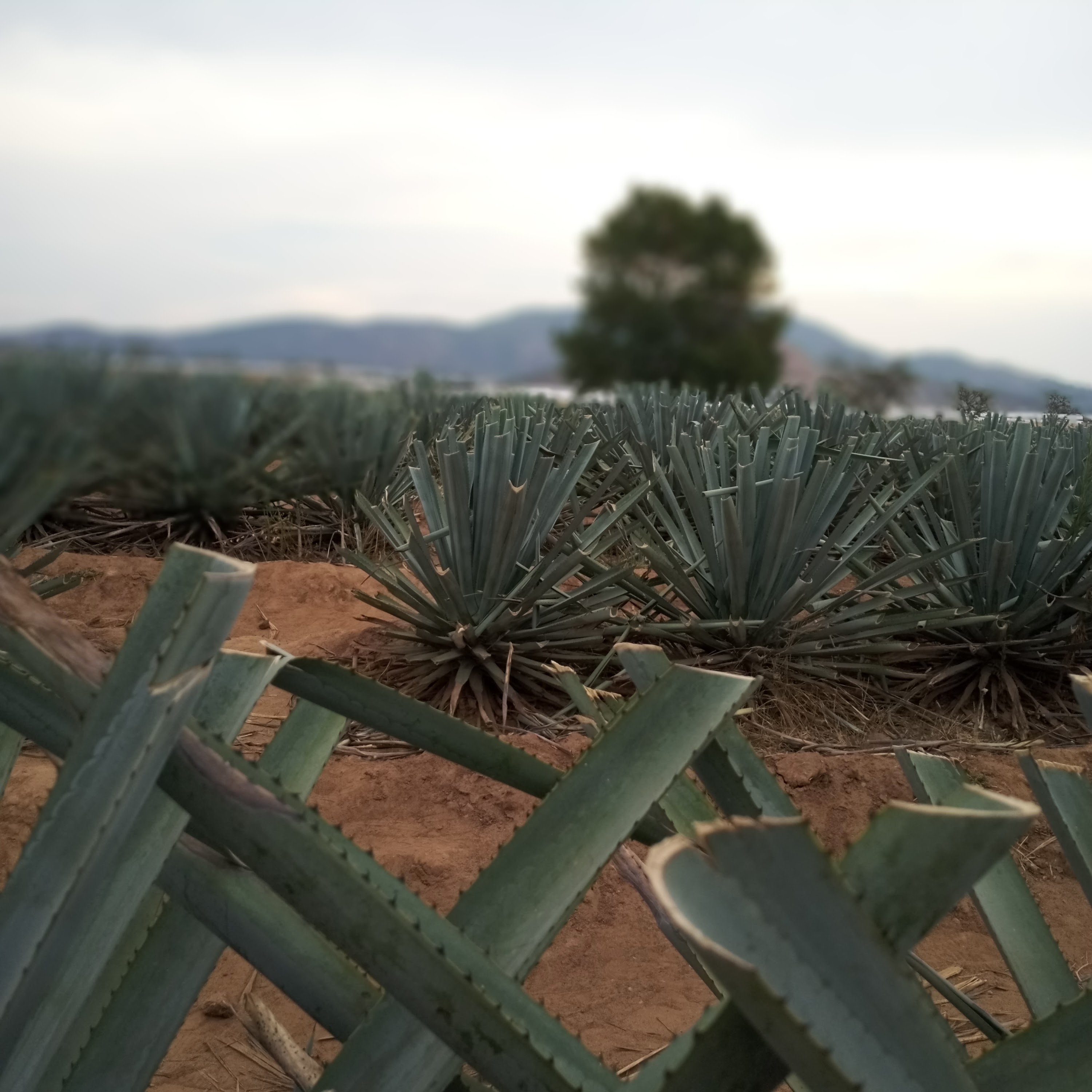 Cantaritos Los Andariegos image 8