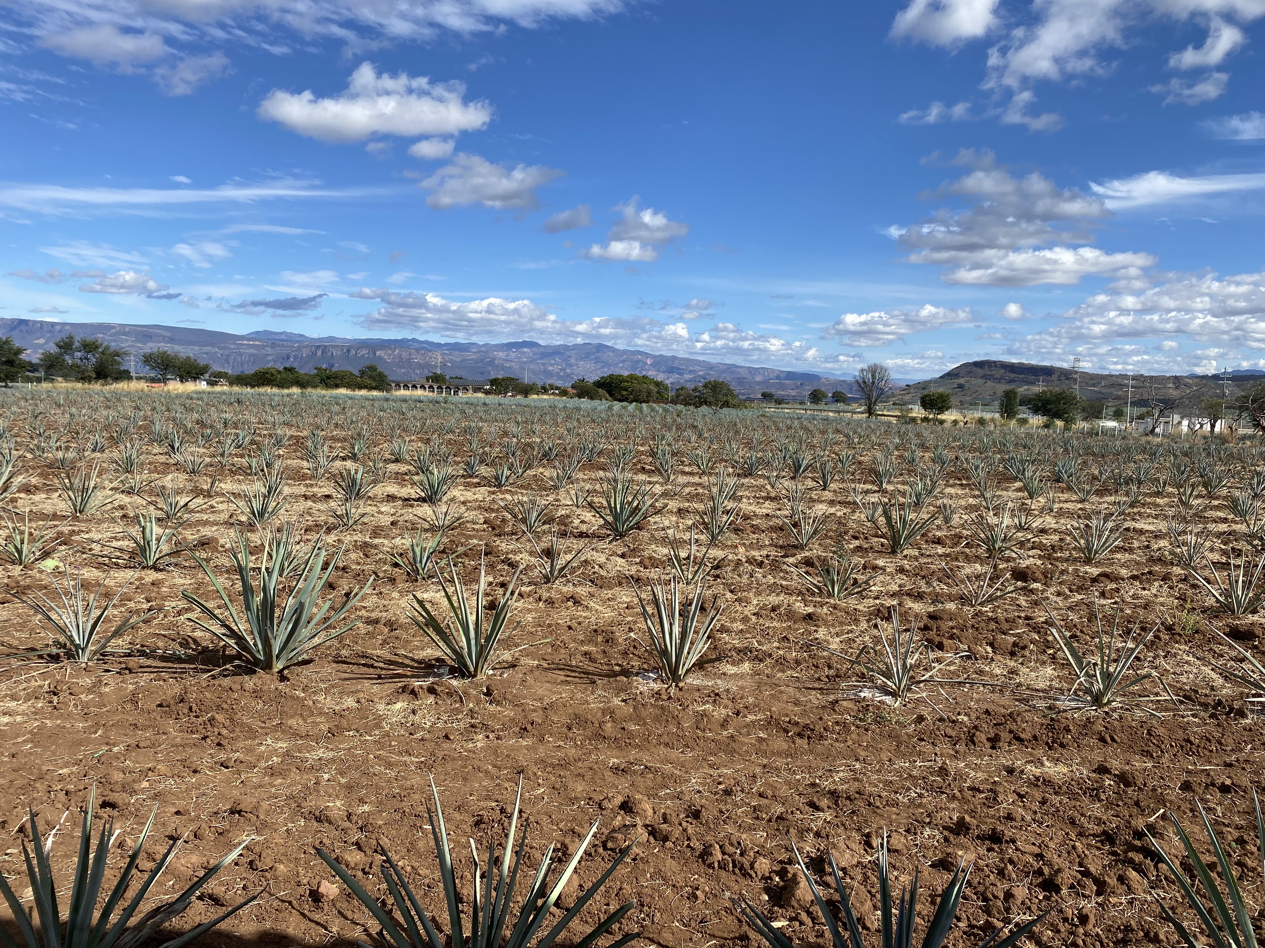 Jarritos La Puerta Del Agave image 5