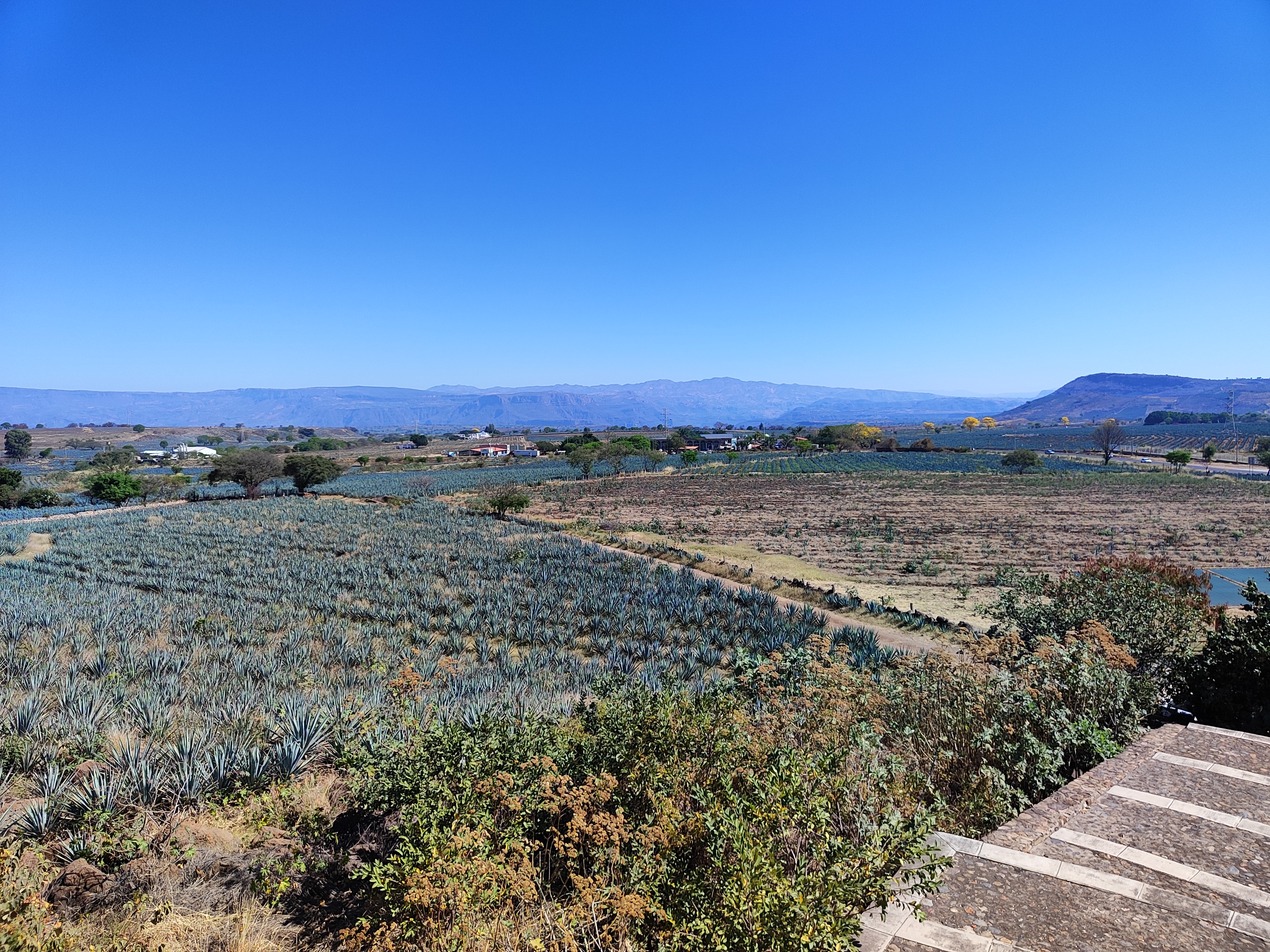Jarritos La Puerta Del Agave image 7