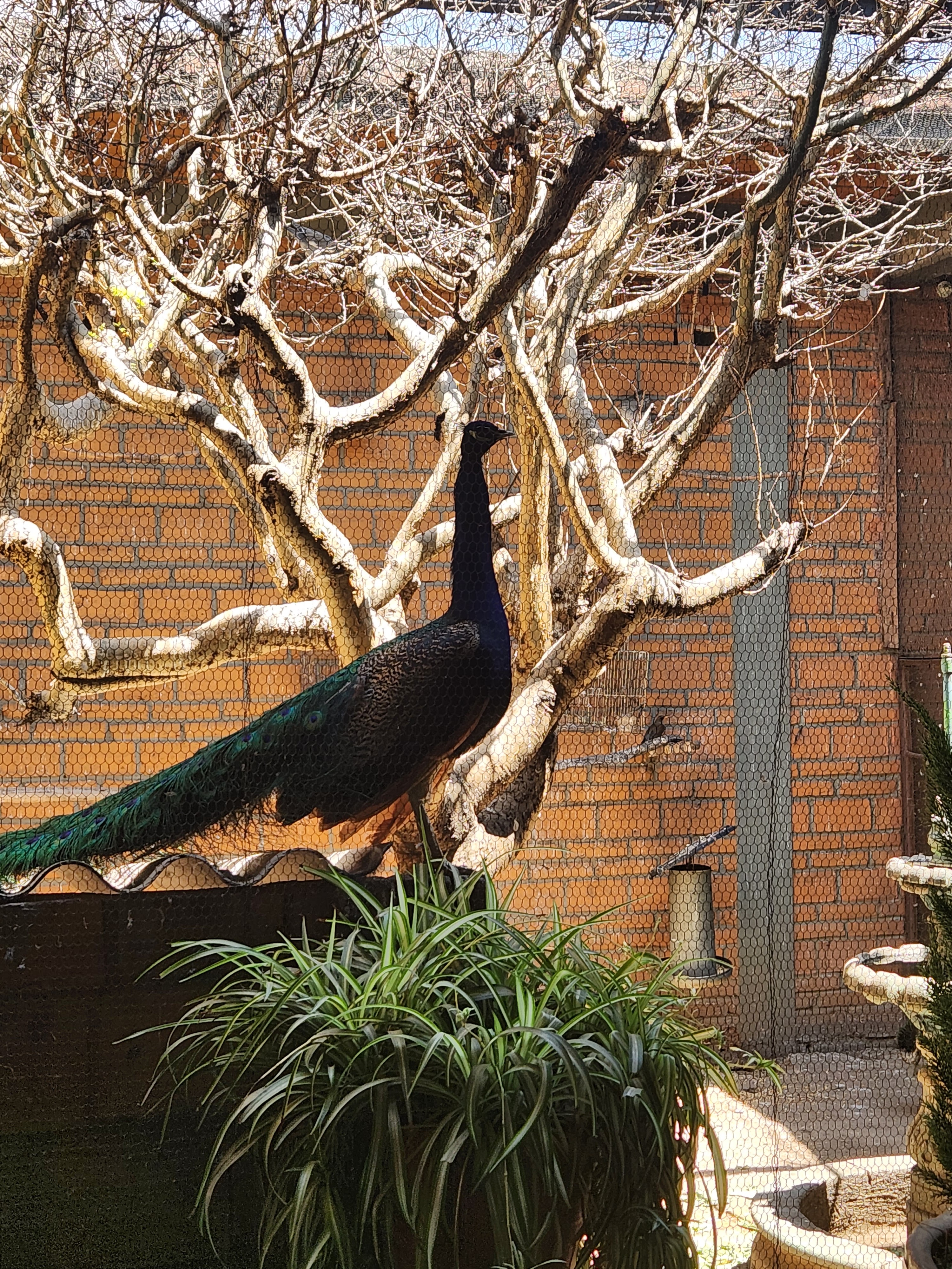 Carnes Asadas La Higuera image 4