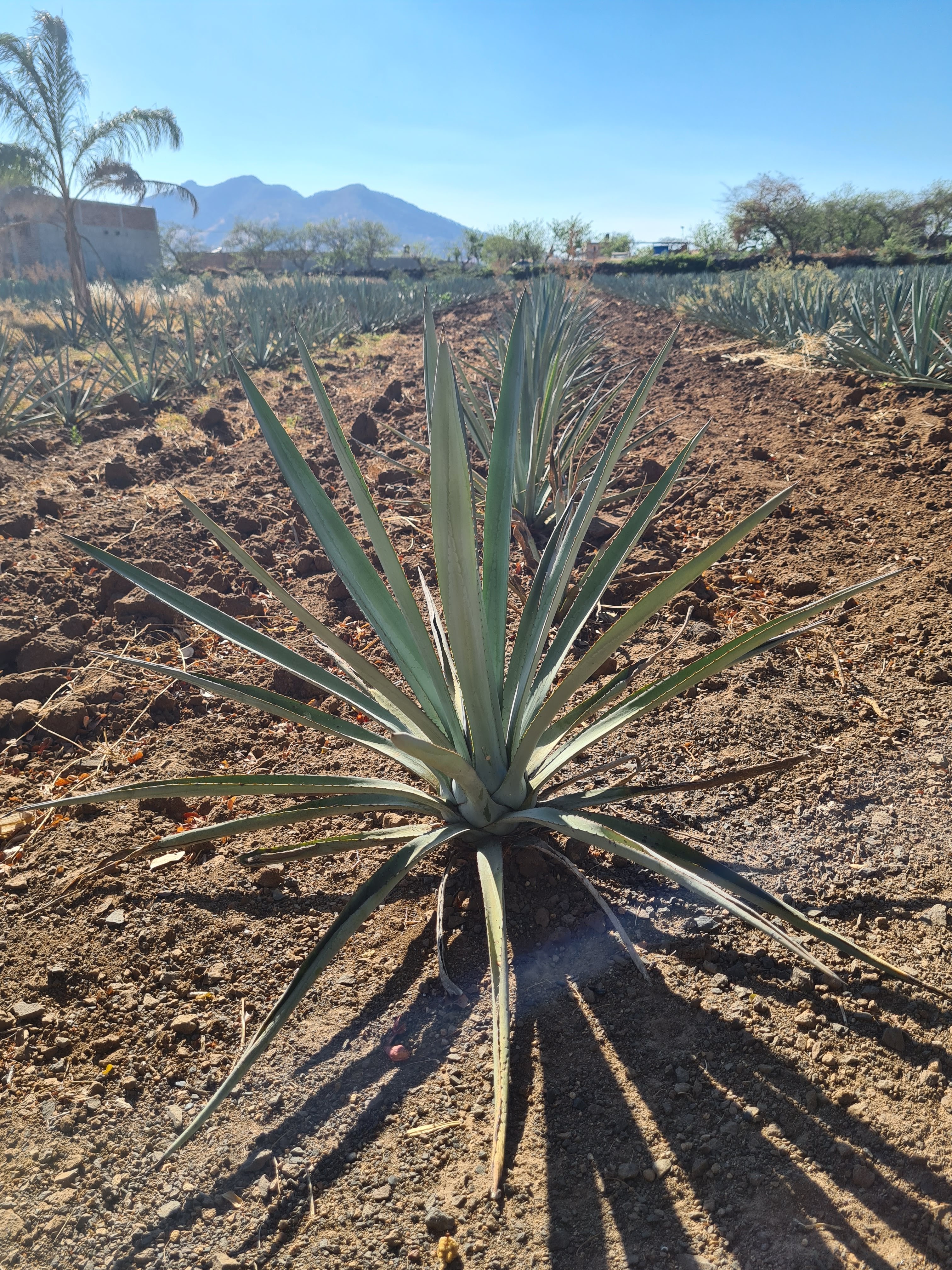 Mariscos "El Chiltepín" (Estilo Sinaloa) image 9
