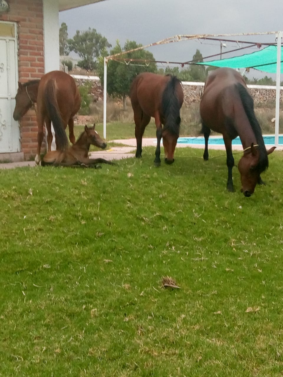 restaurante rancho 3 potrillos image 9