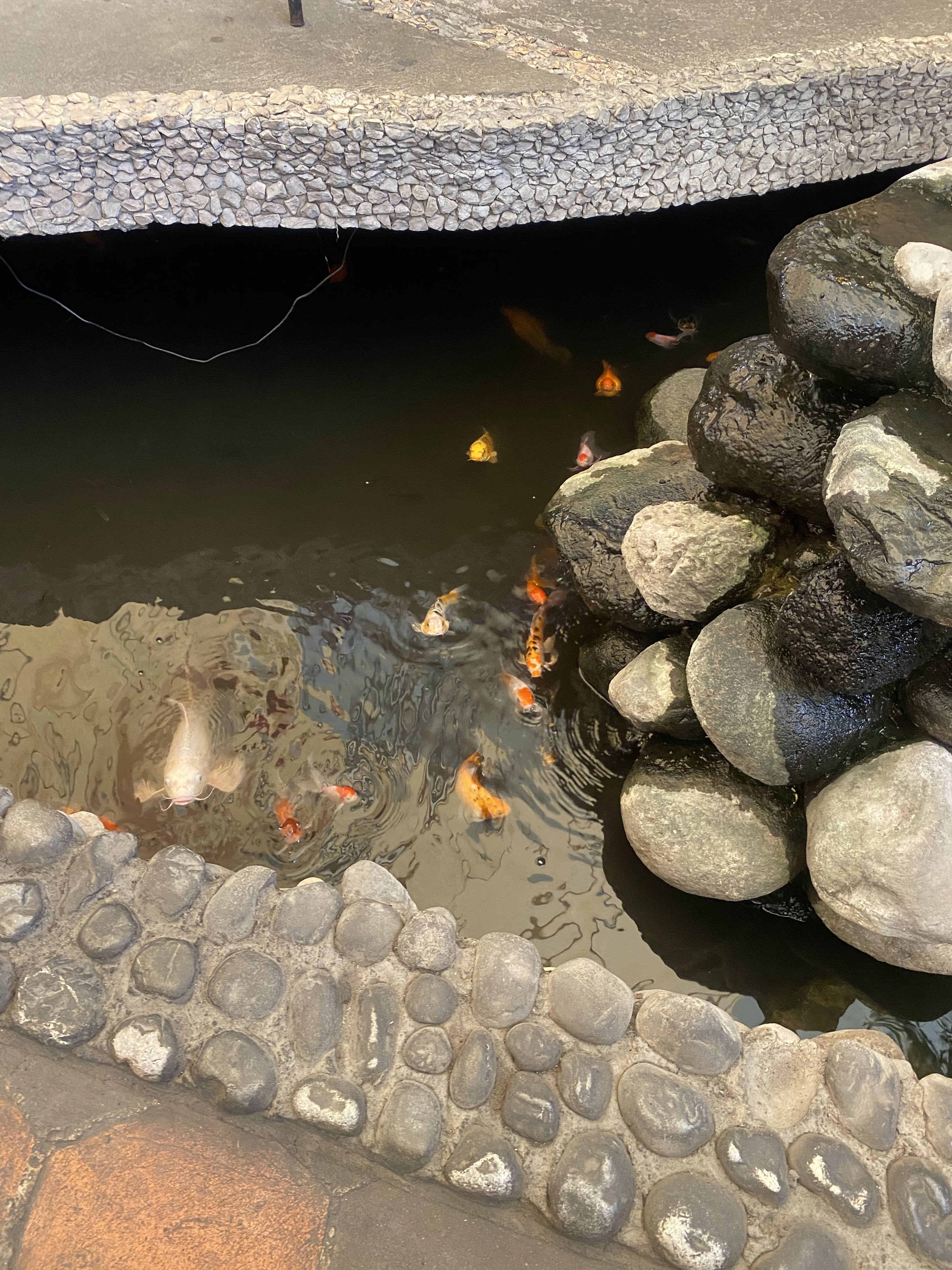 Plaza Las Golondrinas image 6