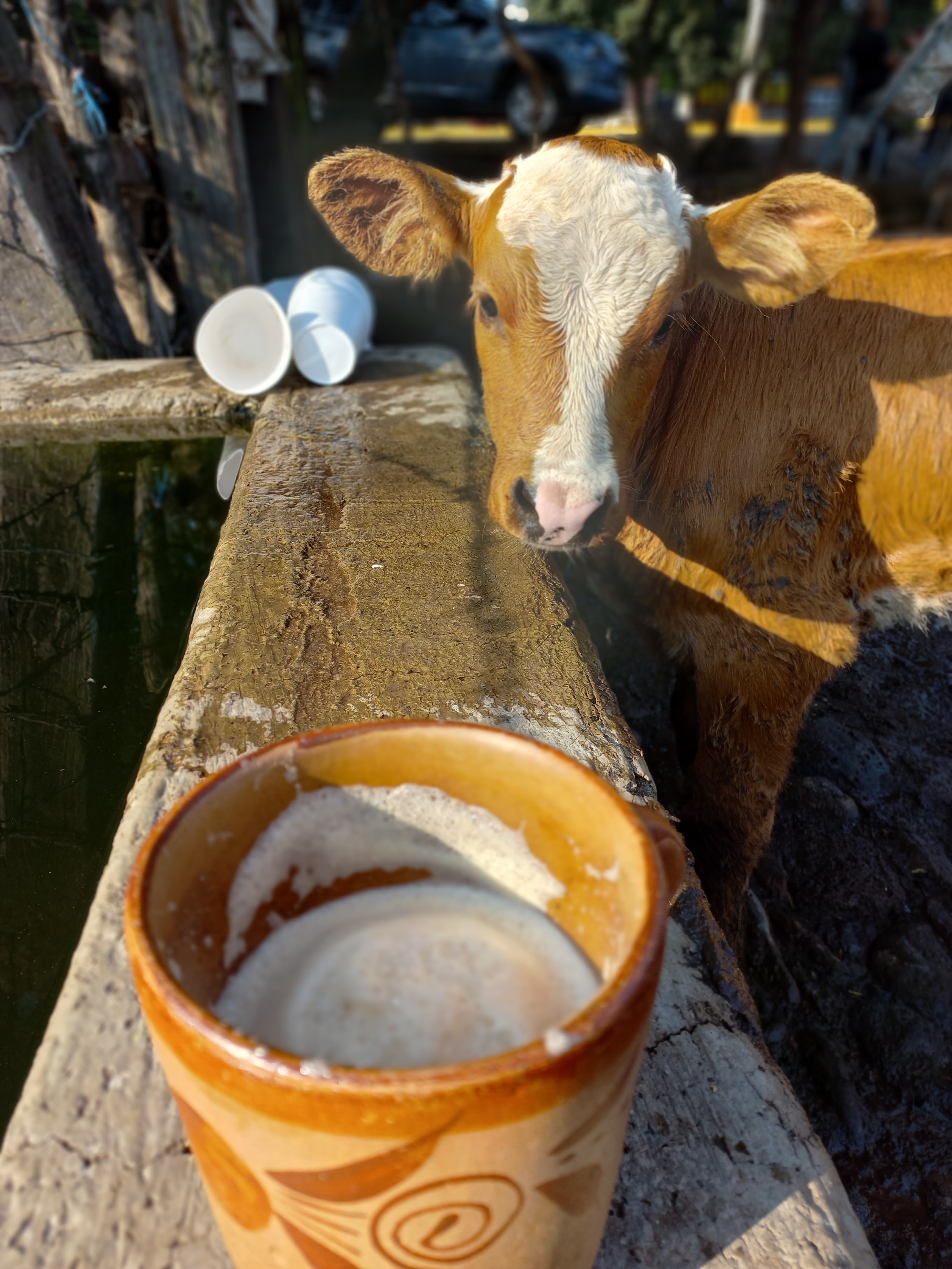 Pajaretes DeLaTorre image 3