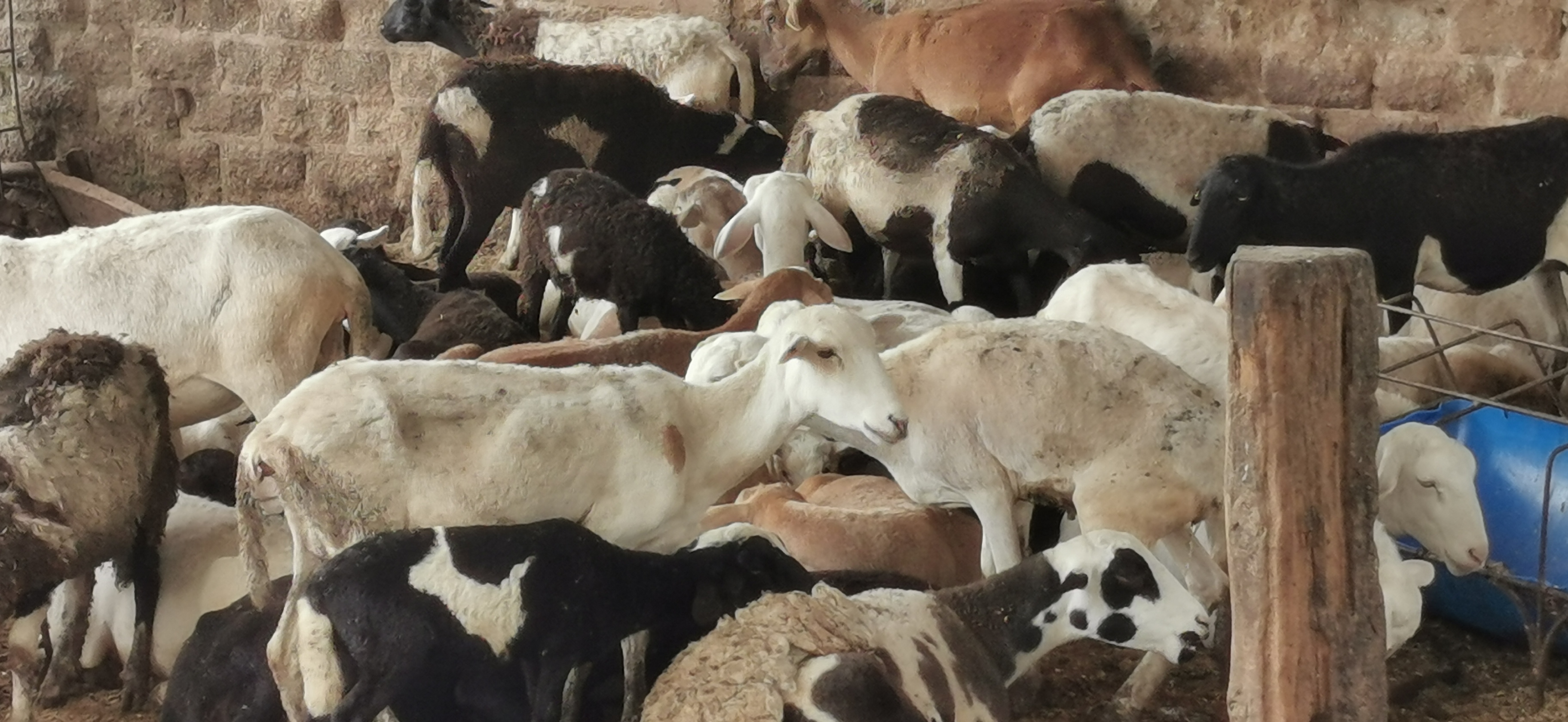 Pajaretes DeLaTorre image 5