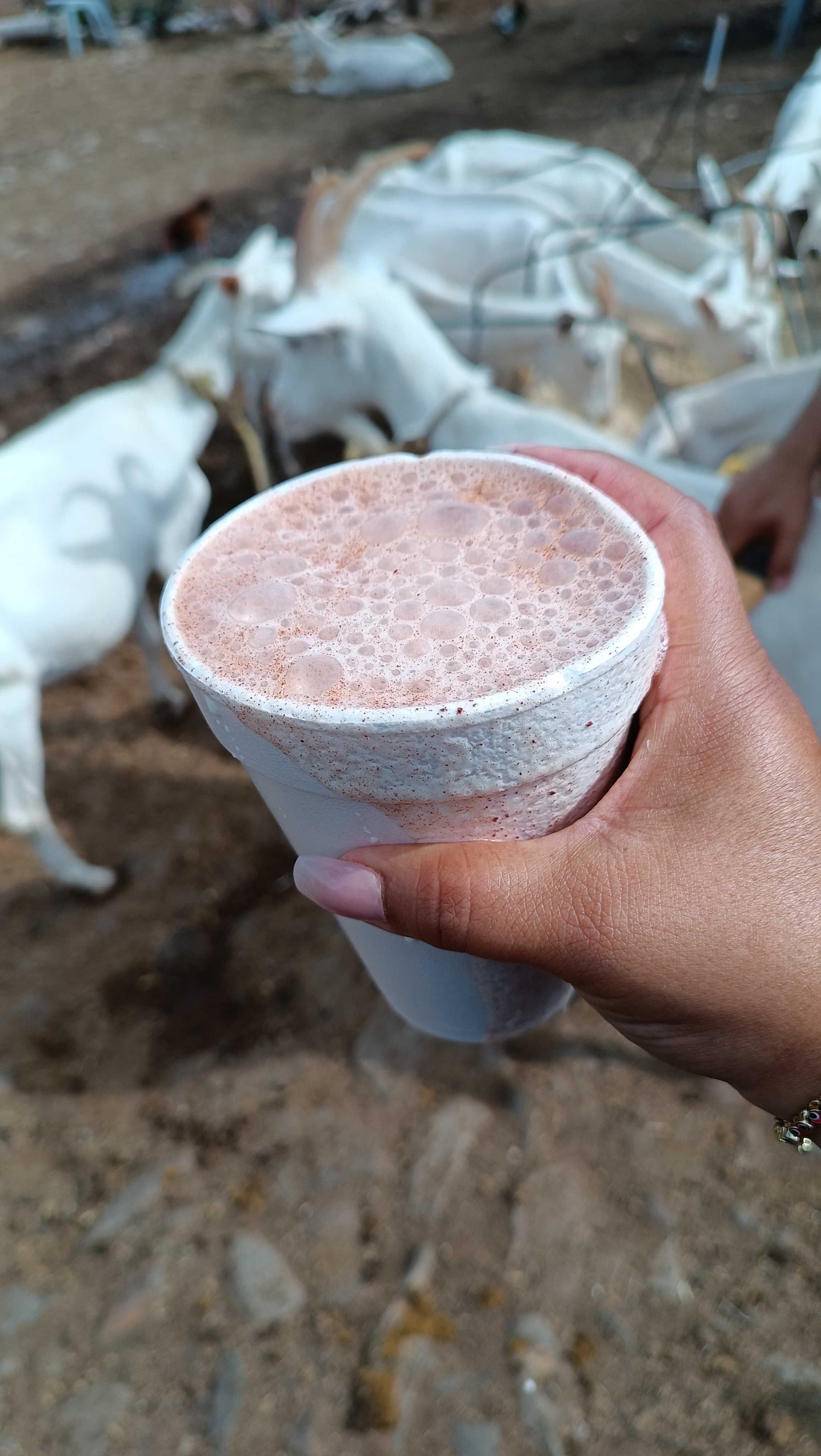 Pajaretes DeLaTorre image 7