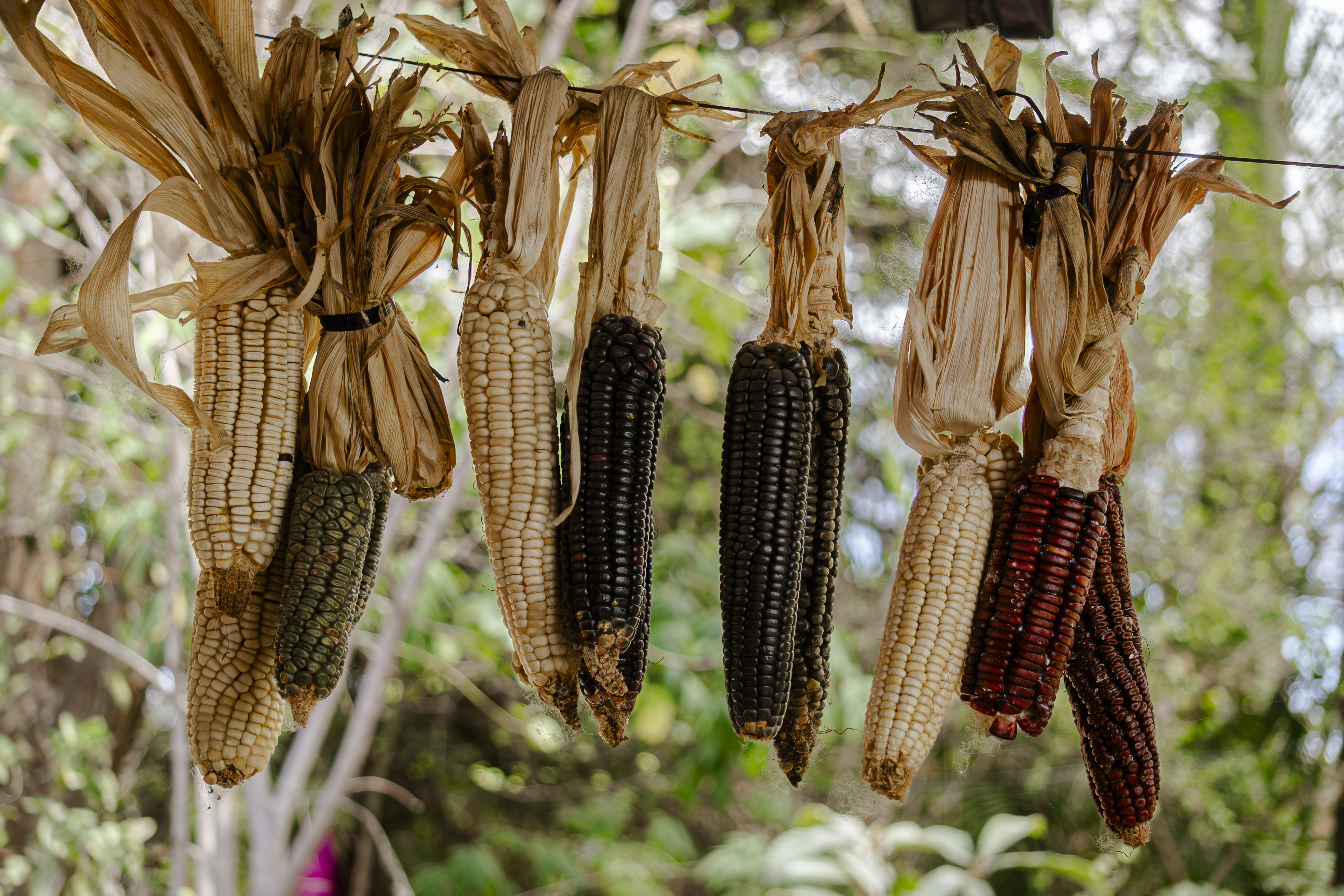 La casa Del Maíz image 5