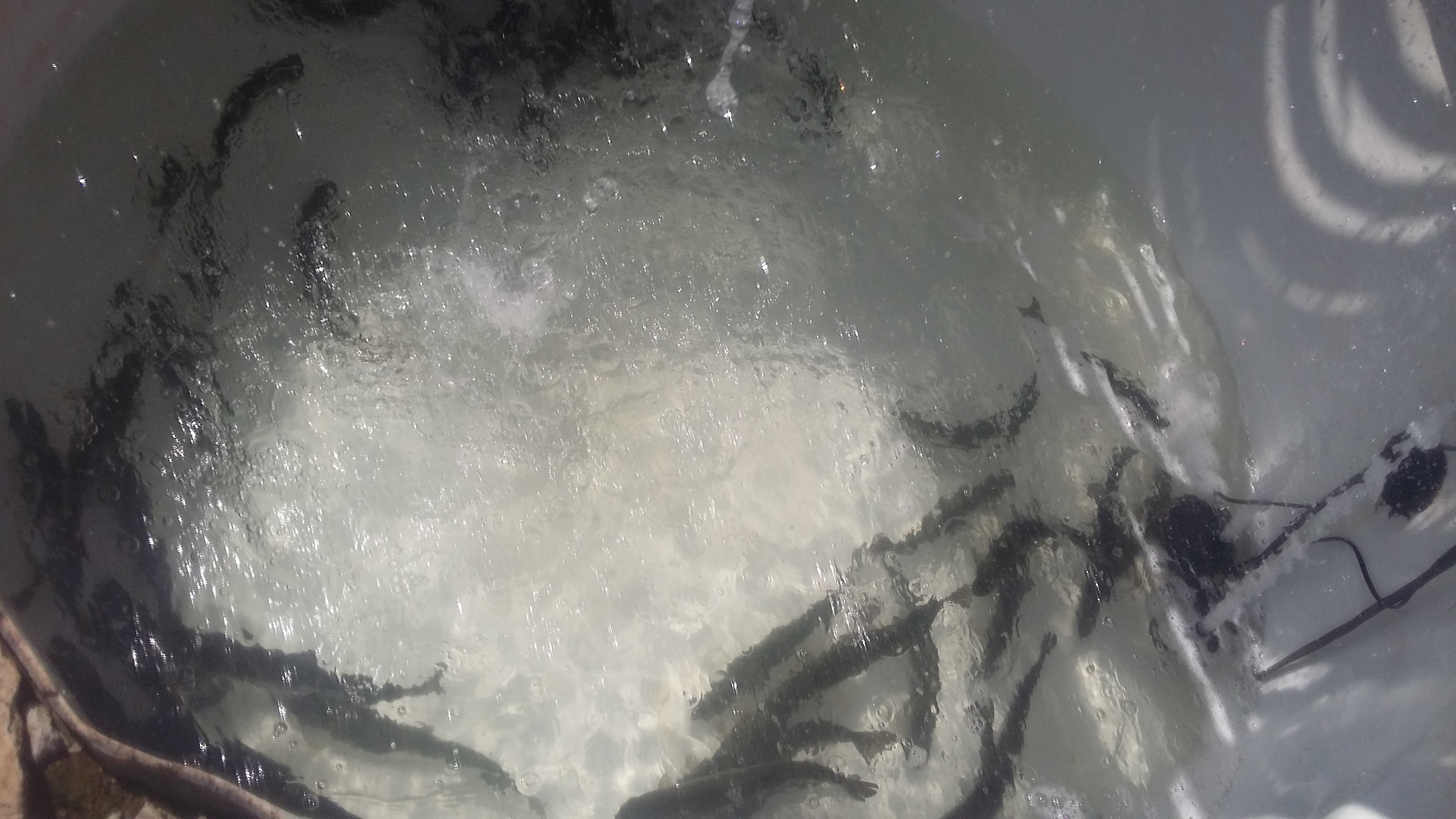 Truchas rl Sahuaral image 3