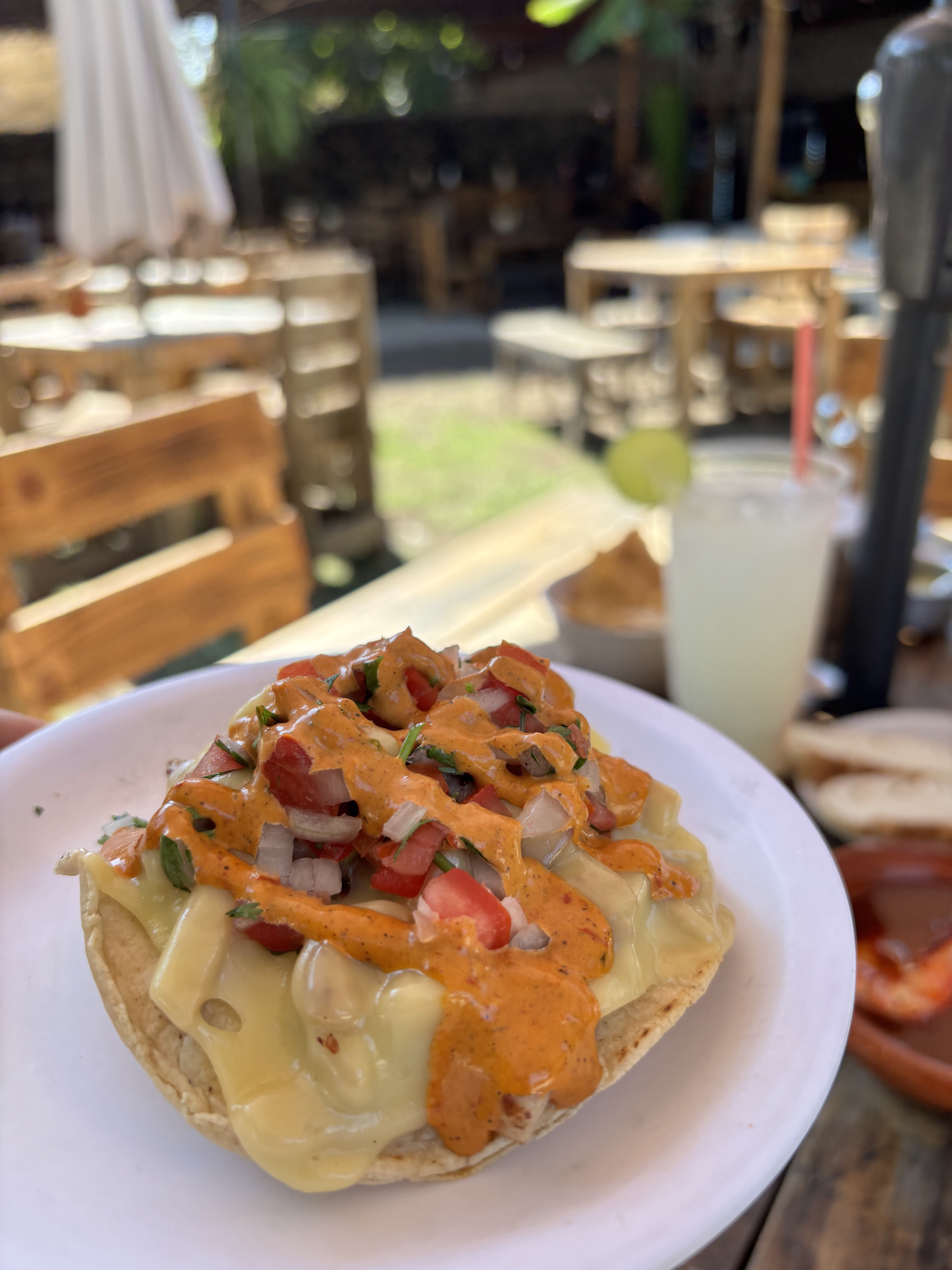 Iguana centro botanero image 5