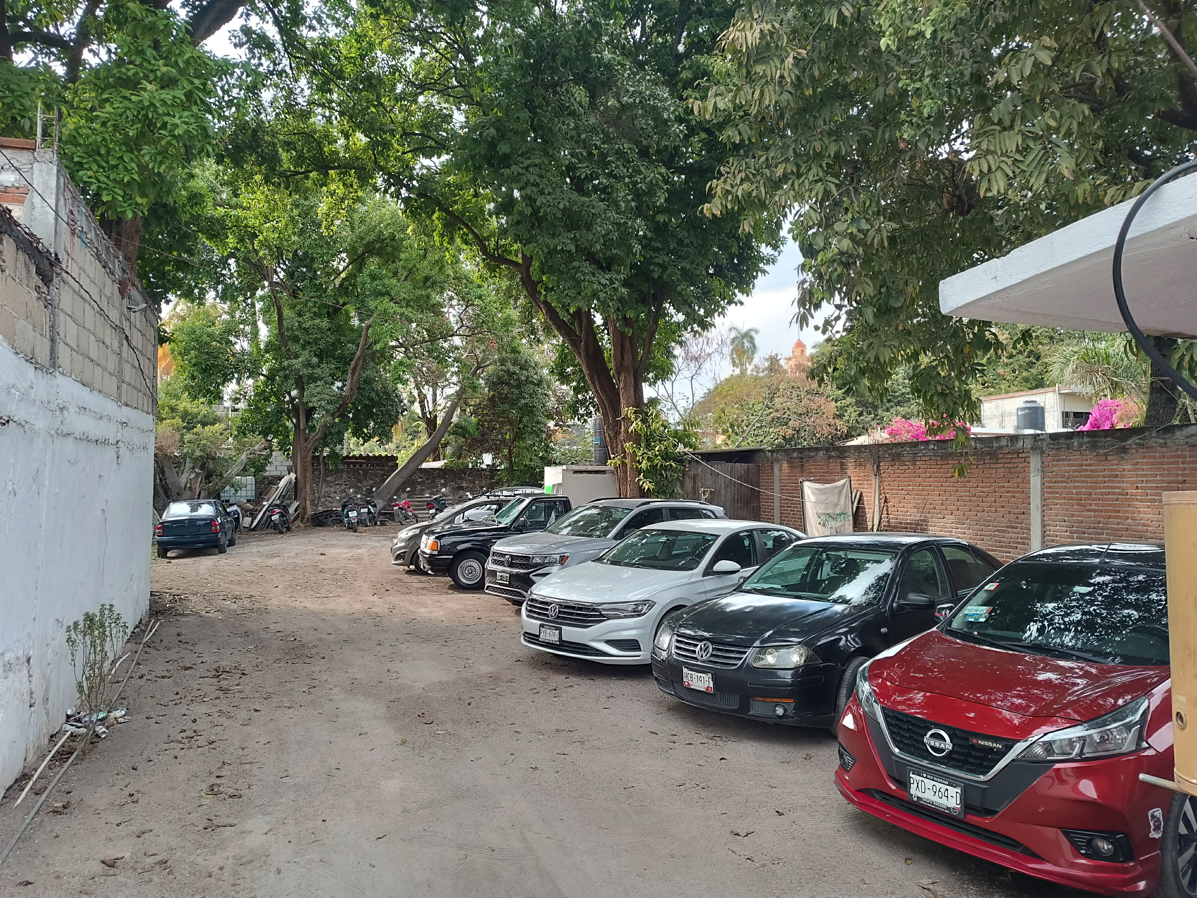 Iguana centro botanero image 10