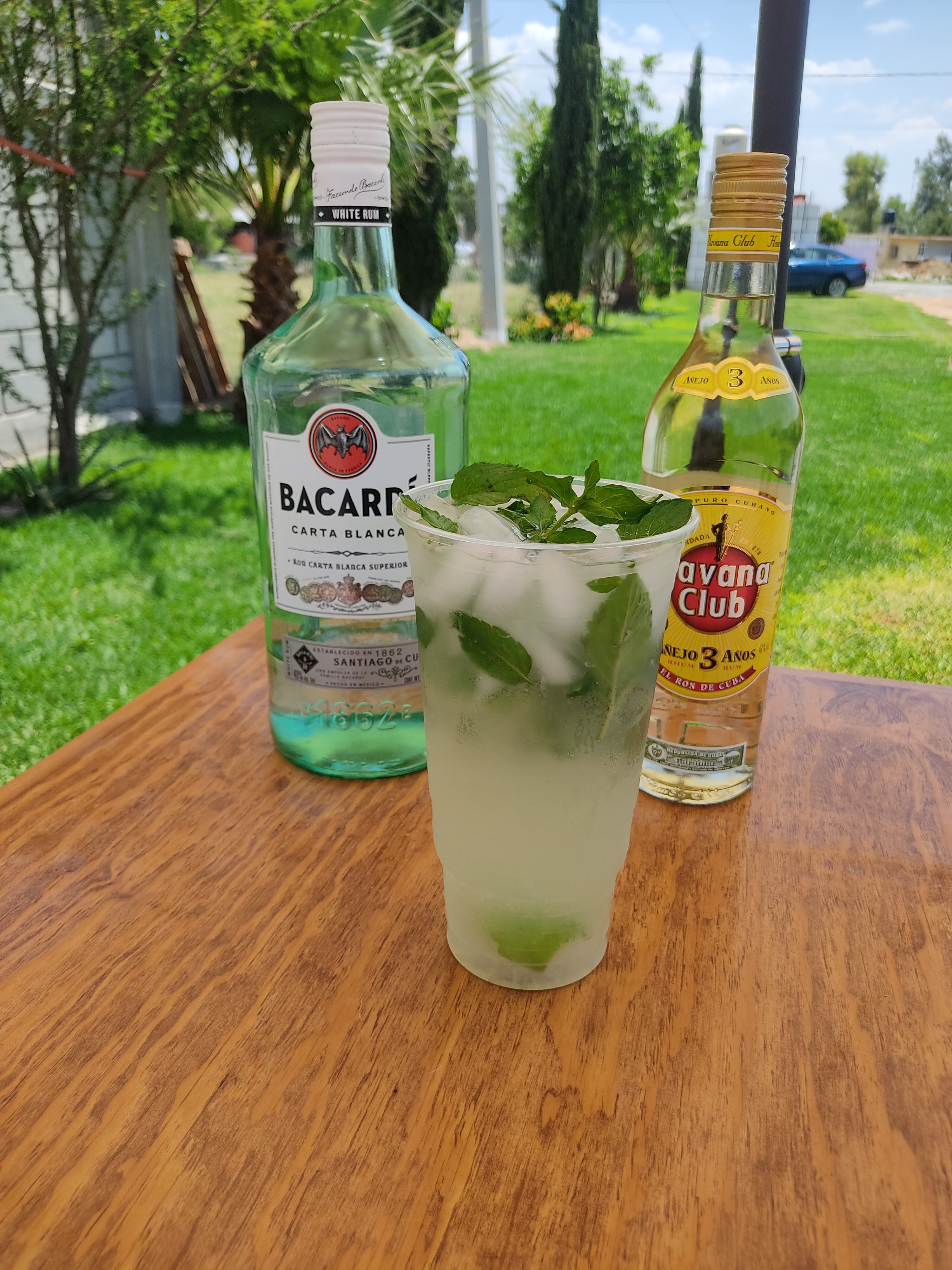 Perro Mestizo image 2