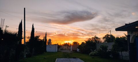 Perro Mestizo image 7