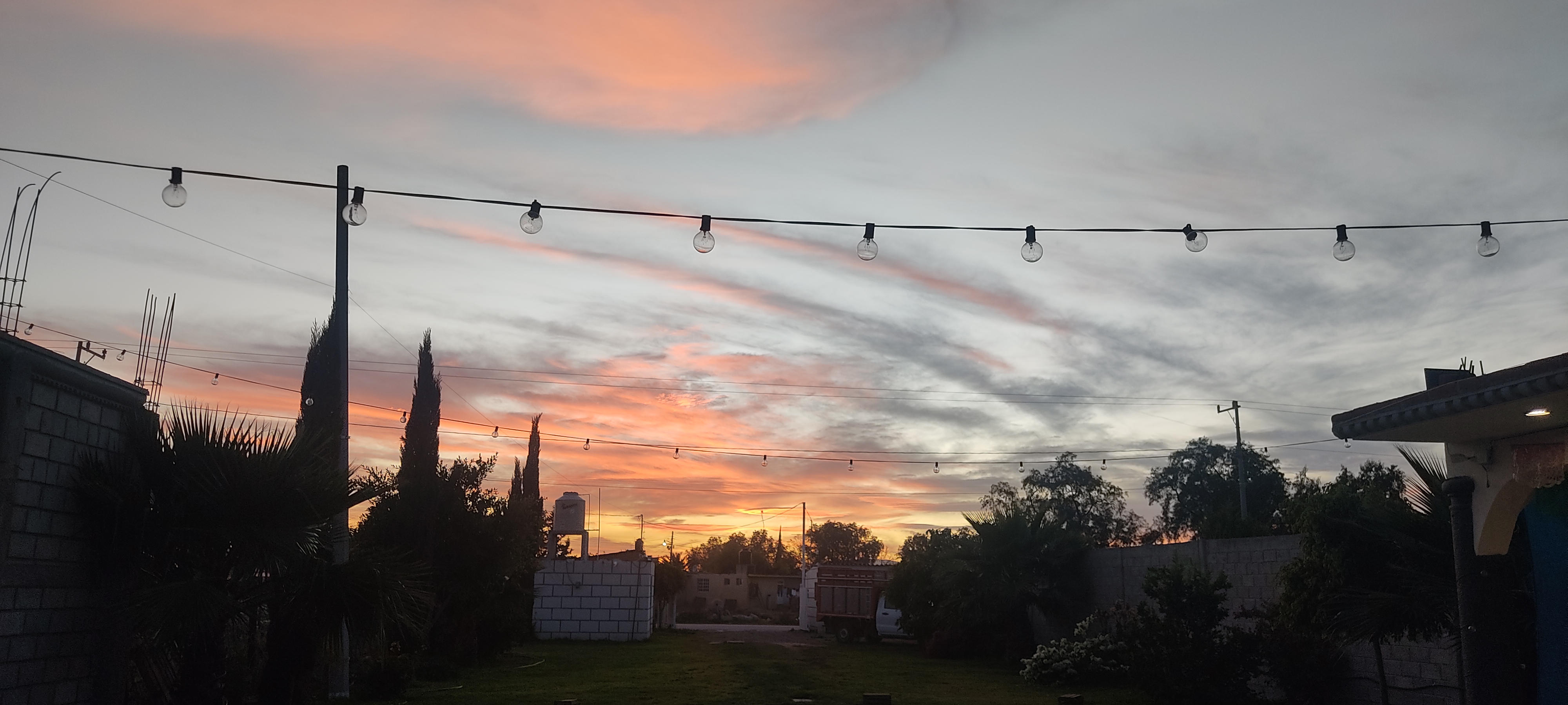 Perro Mestizo image 8