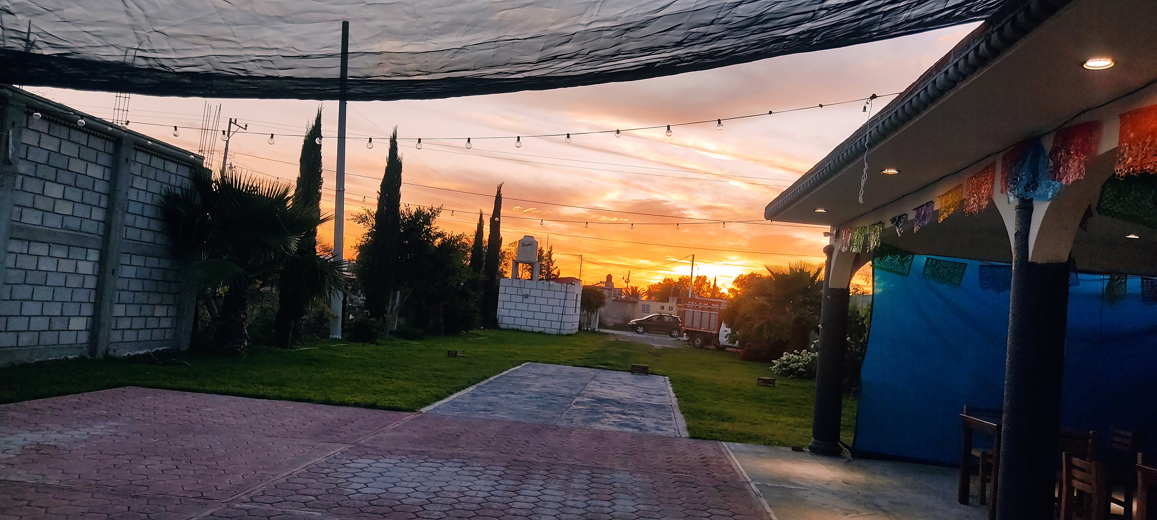 Perro Mestizo image 9