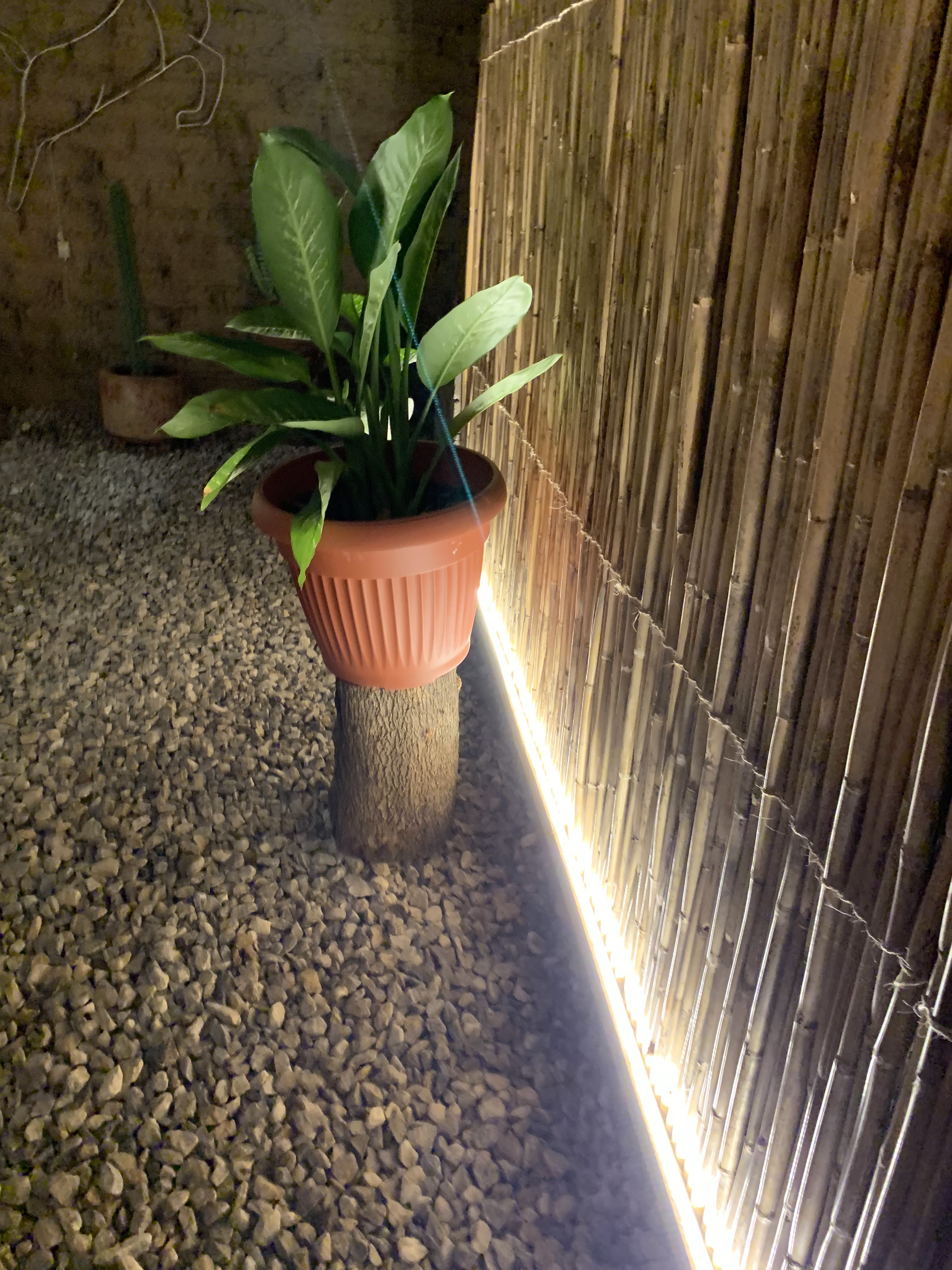 Taquería La Casa de La Abuela image 5