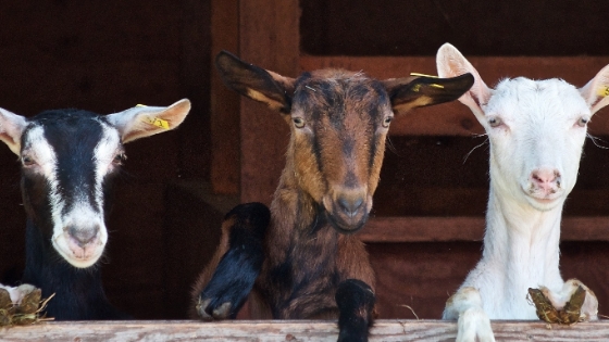 Birrería Don Roberto image 6