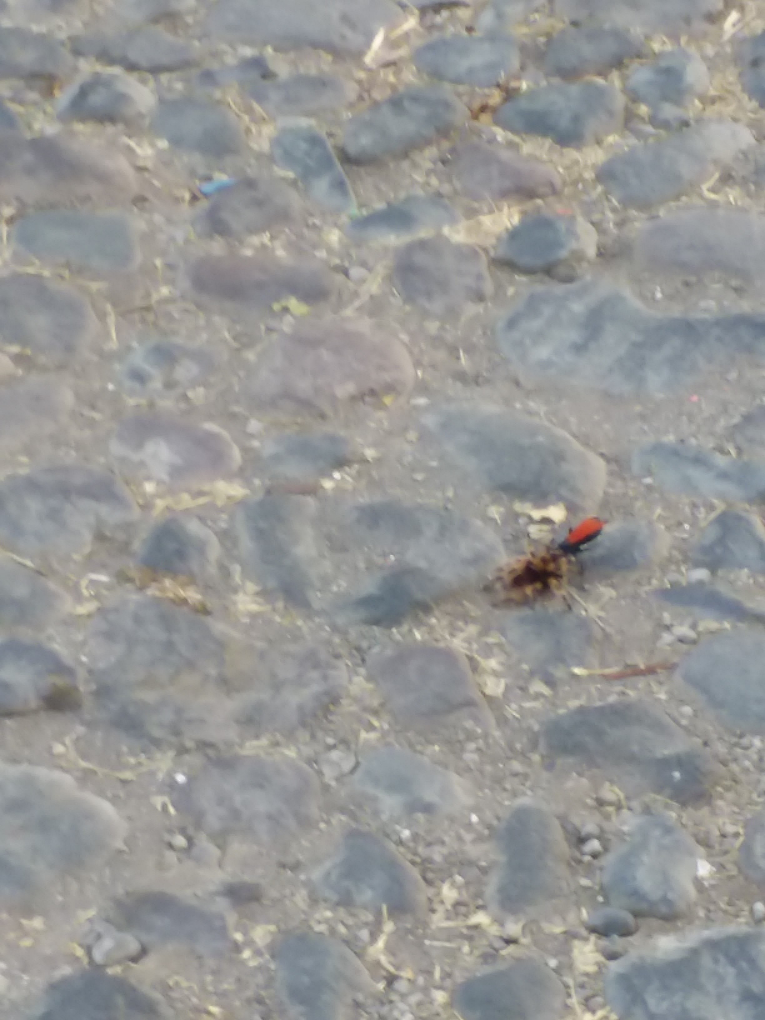 Mariscos y micheladas el pitas image 5