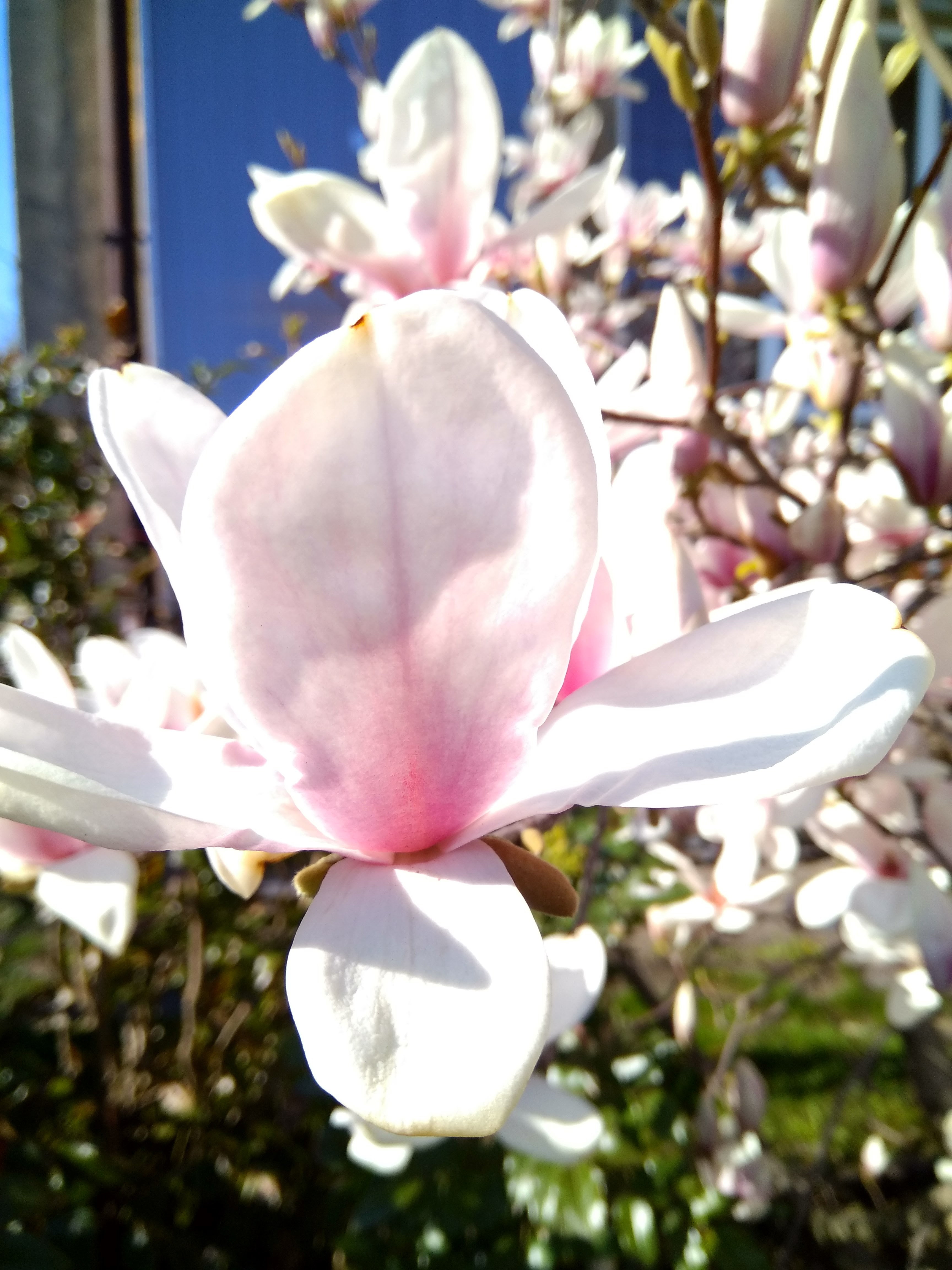 Kolyba Shashlykiv image 10